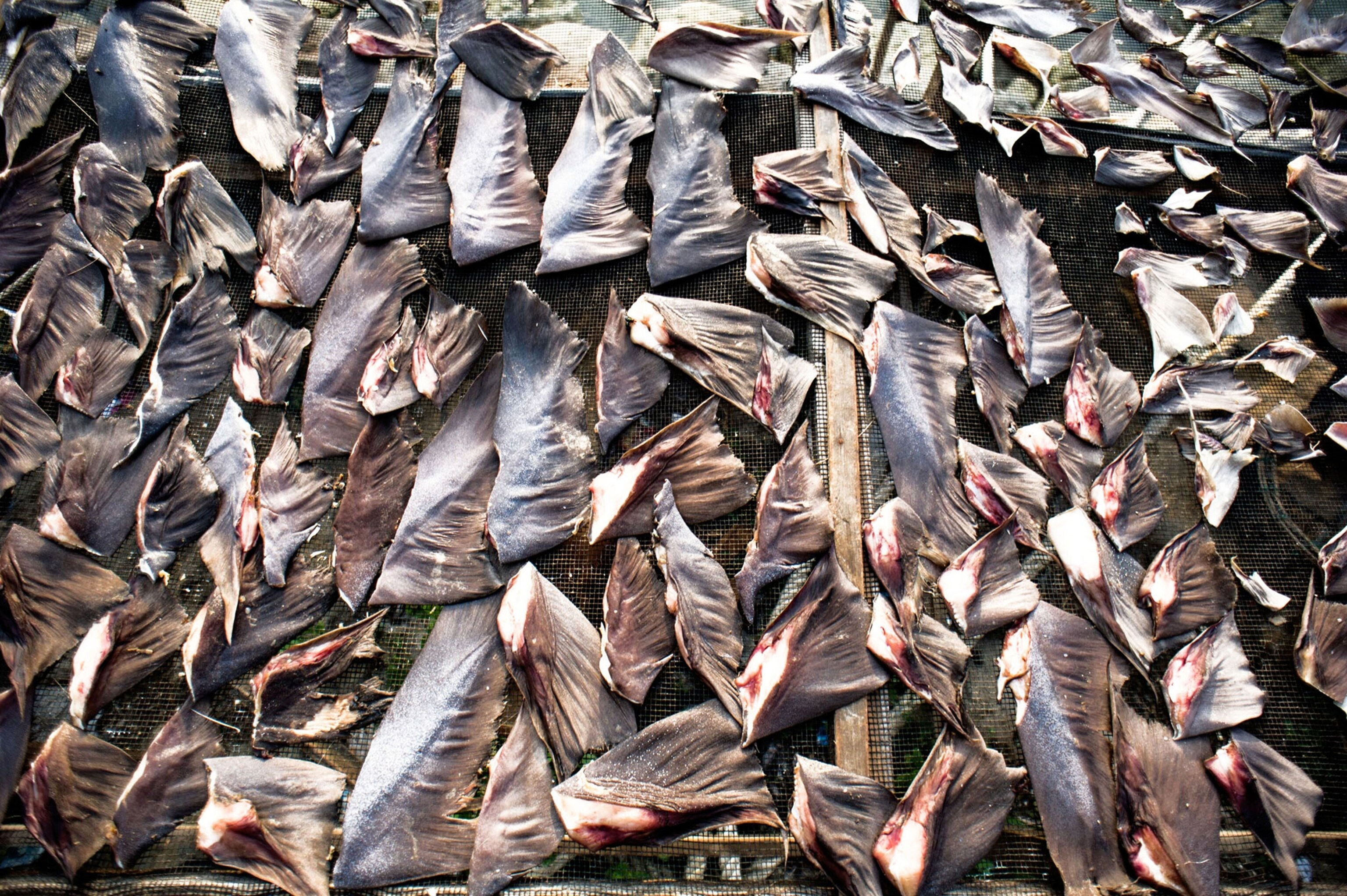 shark fins