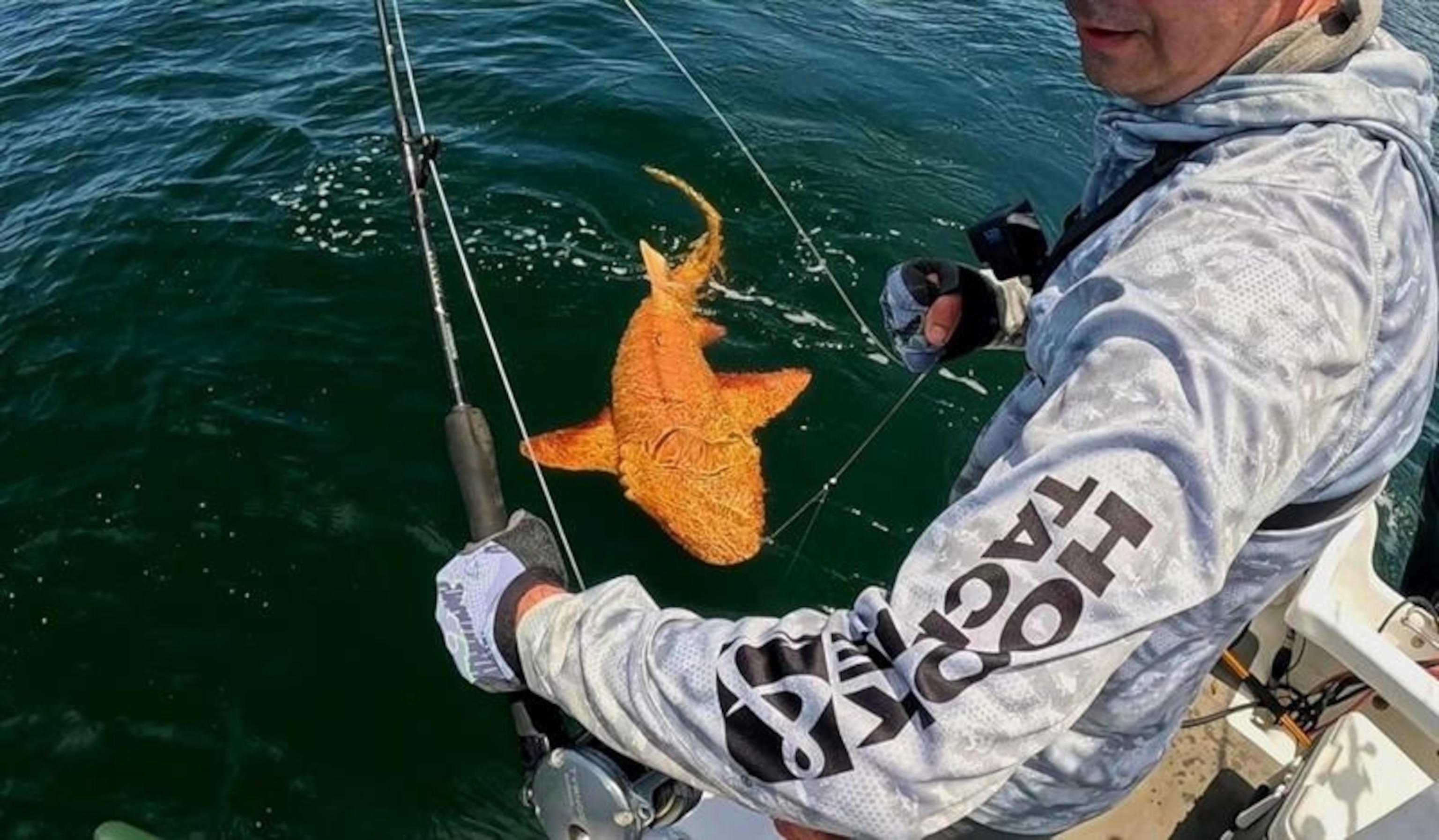 A shark with orange skin tone on a fishermans line