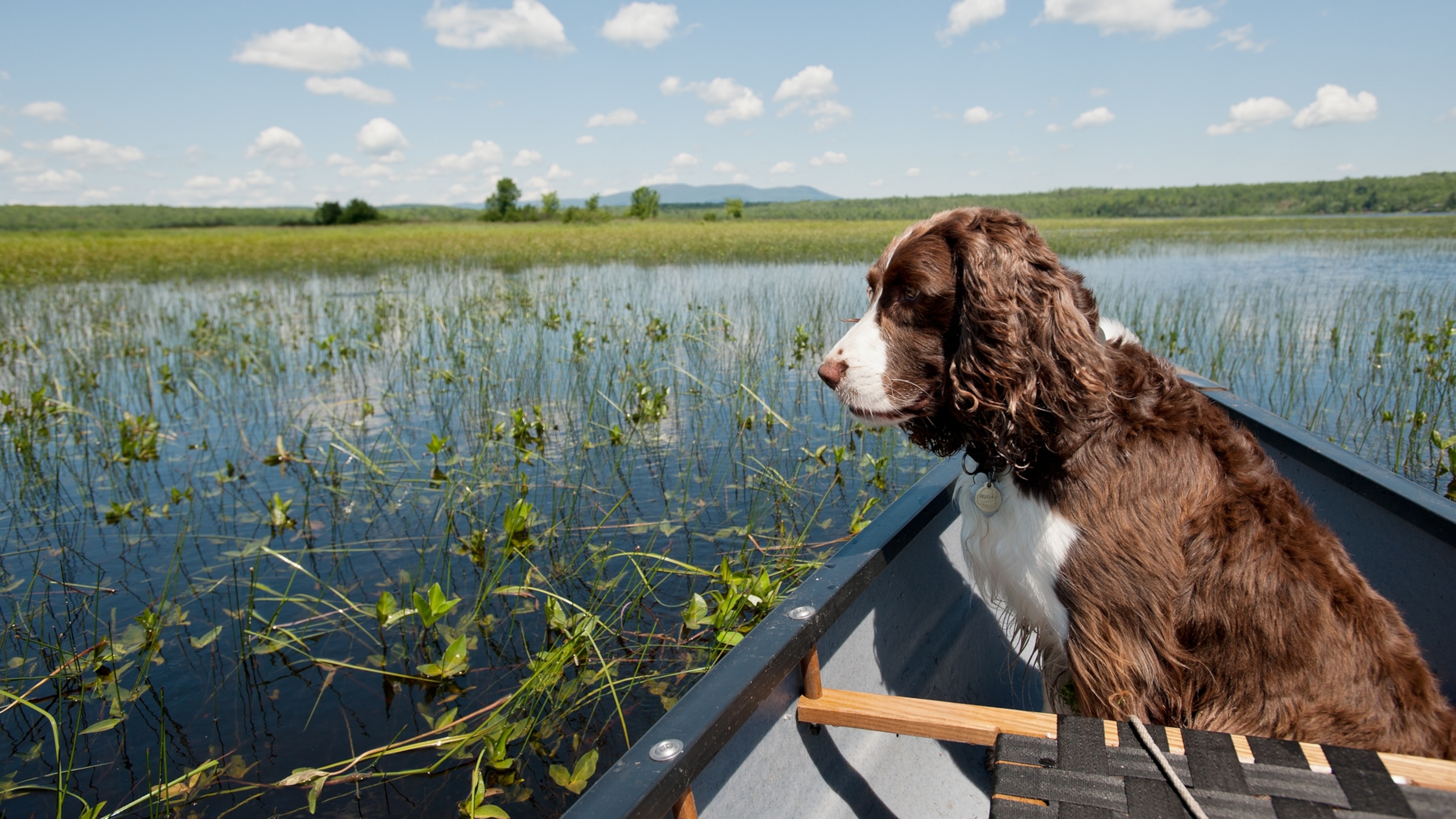 Algal blooms can be toxic for dogs. Here's how to keep them safe when swimming