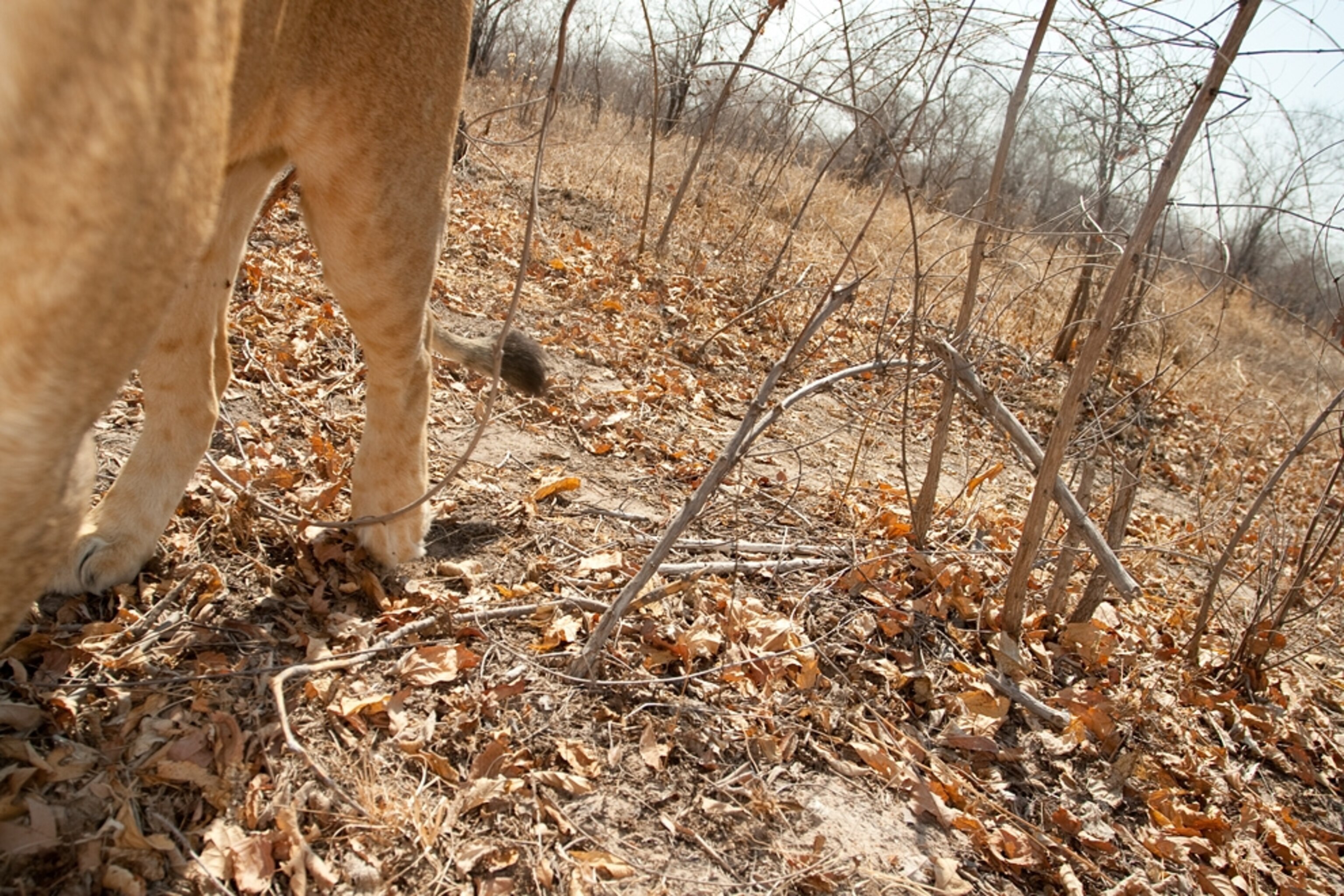 a lioness picking up the BeetleCam, a remote control camera, which was later mauled by the lion.