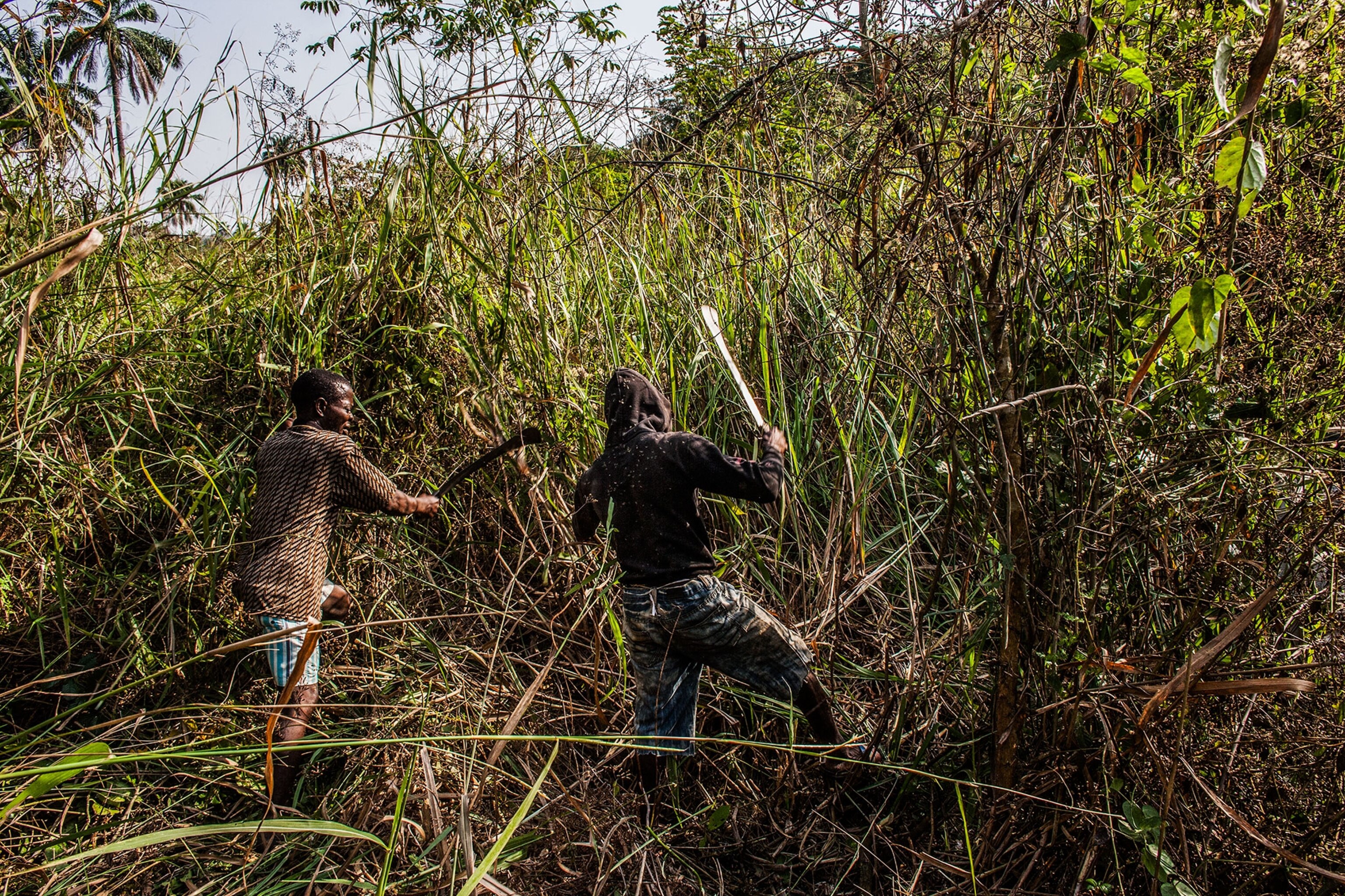 men clearing tall brush with metal tools