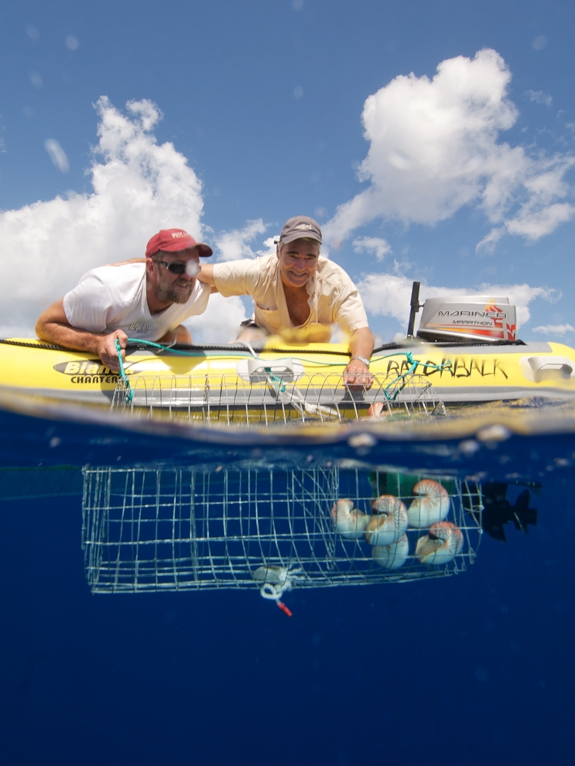 scientists releasing nautiluses back into the Coral Sea