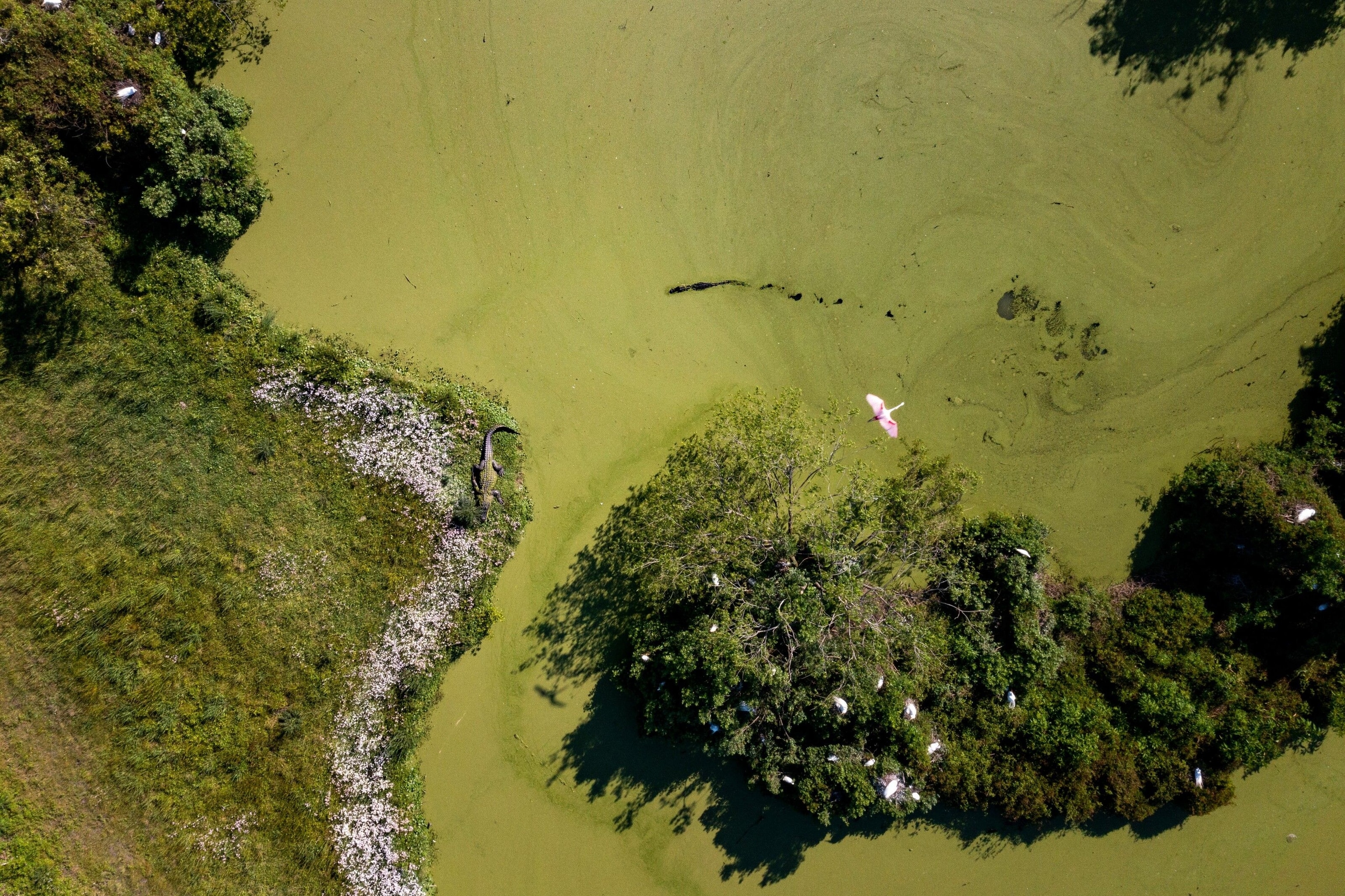 Norm the alligator sunning himself on the bank of Norm’s Pond as a roseate spoonbill flies overhead.