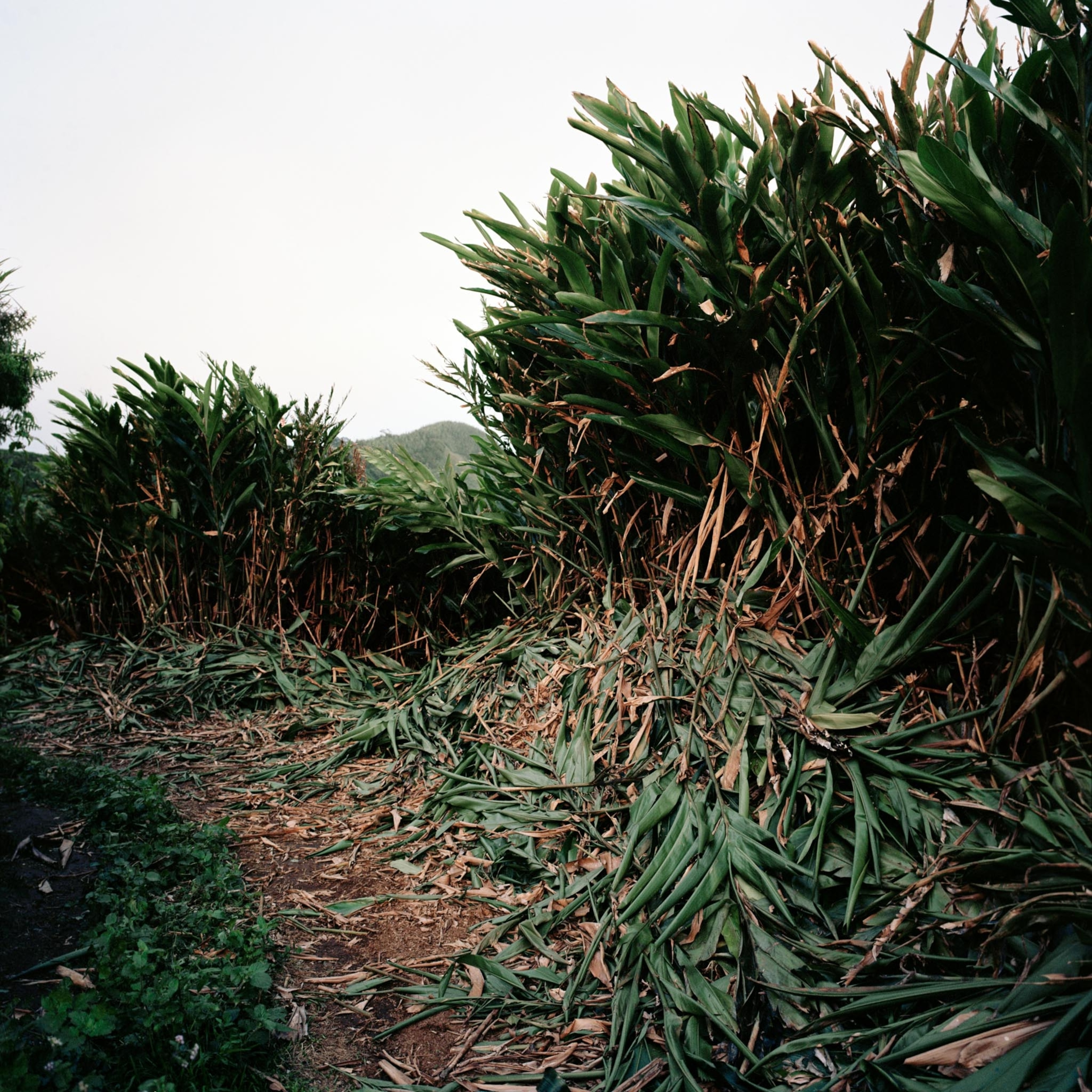 Tracks are still present across Green Mountain which are regularly used by the feral farm animals that were let free when the farm was abandoned.