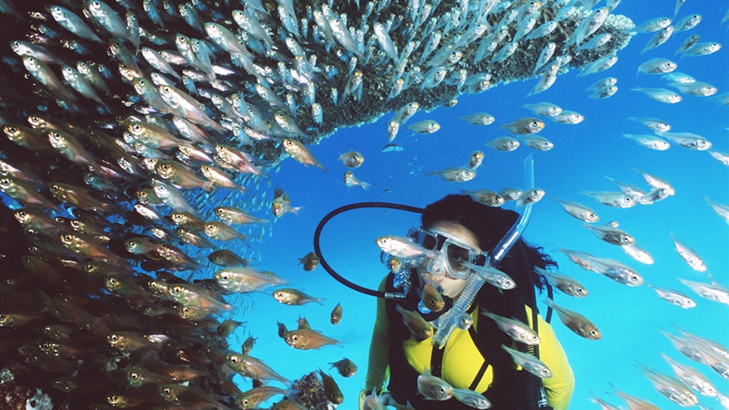 A Guide to Visiting the Great Barrier Reef, Australia