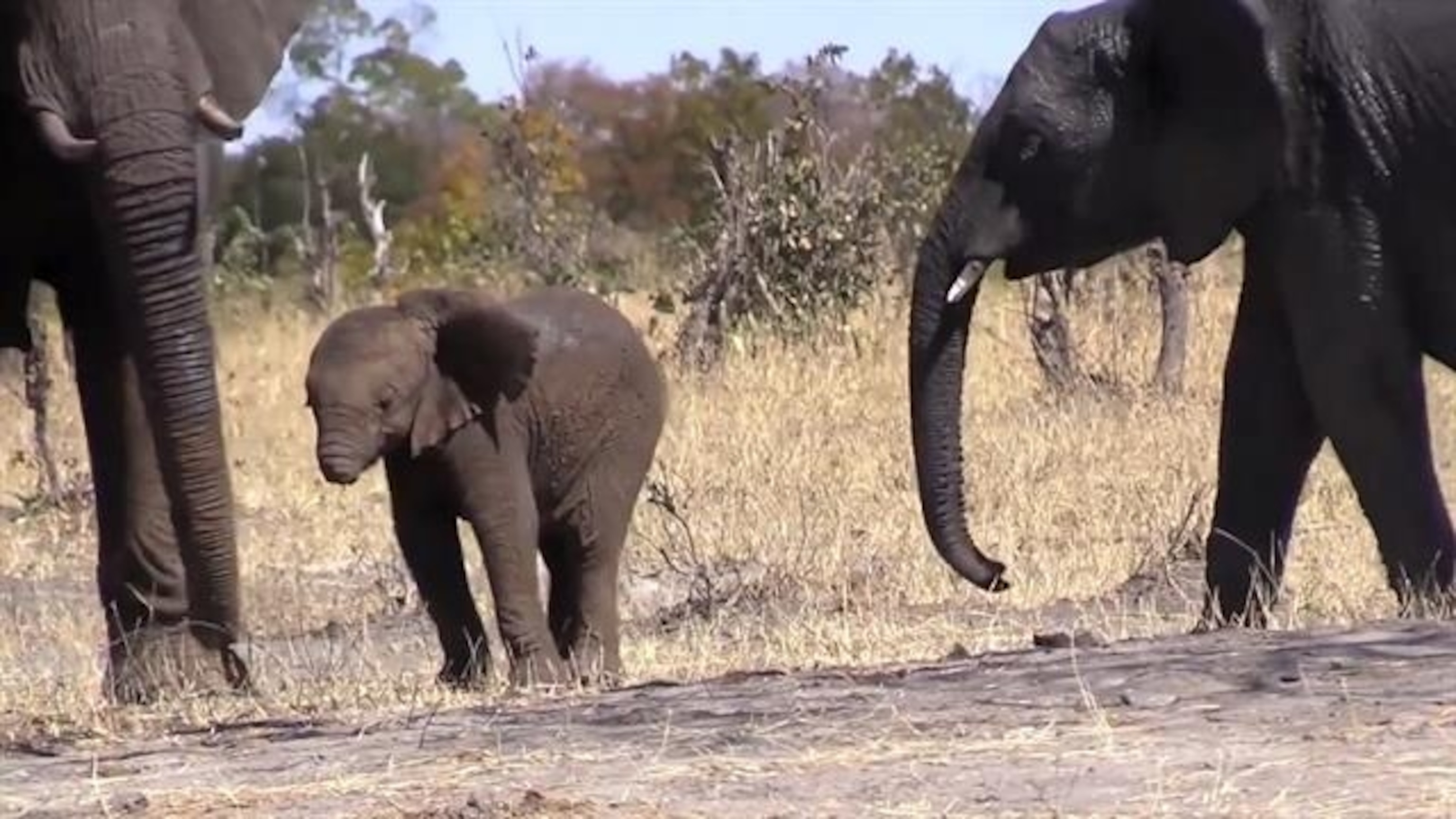 Experts are concerned about this baby elephant's ability to survive