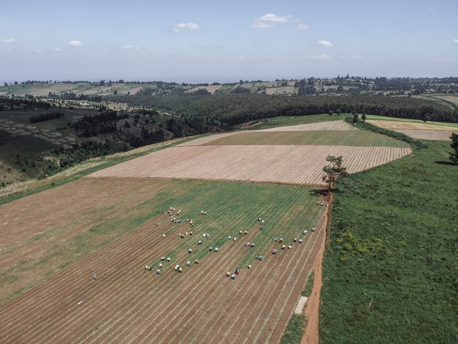 part of the pyrethrum nursery