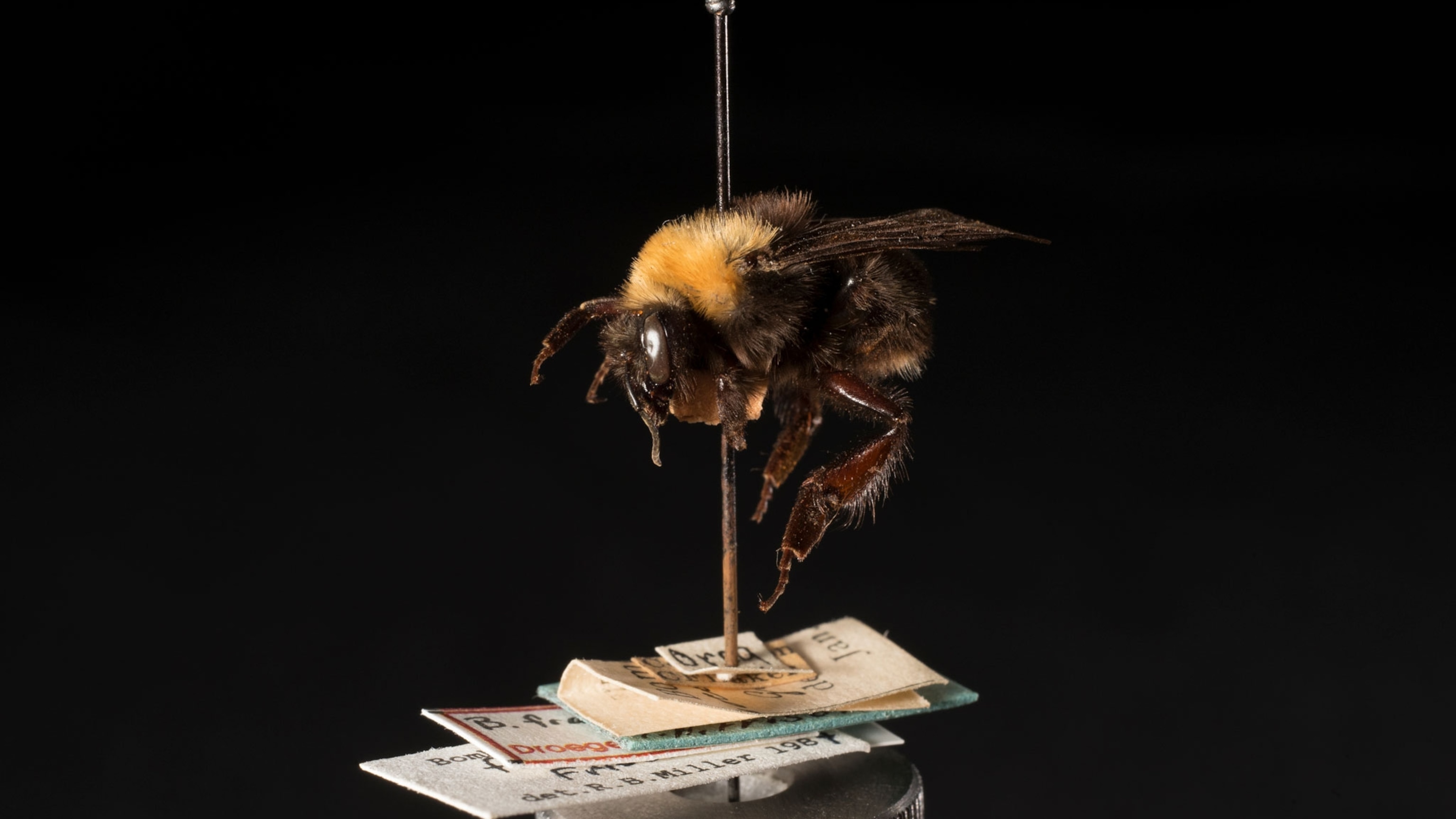 Bumblebees | National Geographic