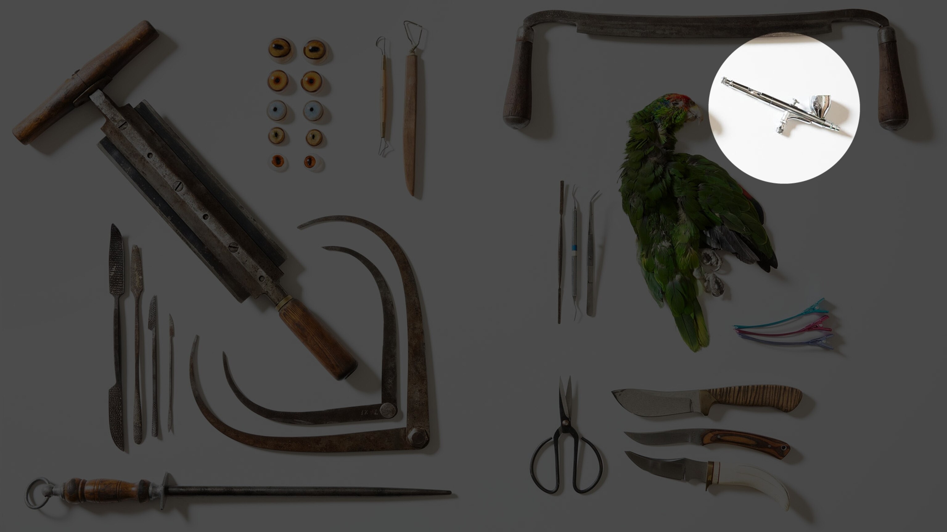 13 Tools of Taxidermy