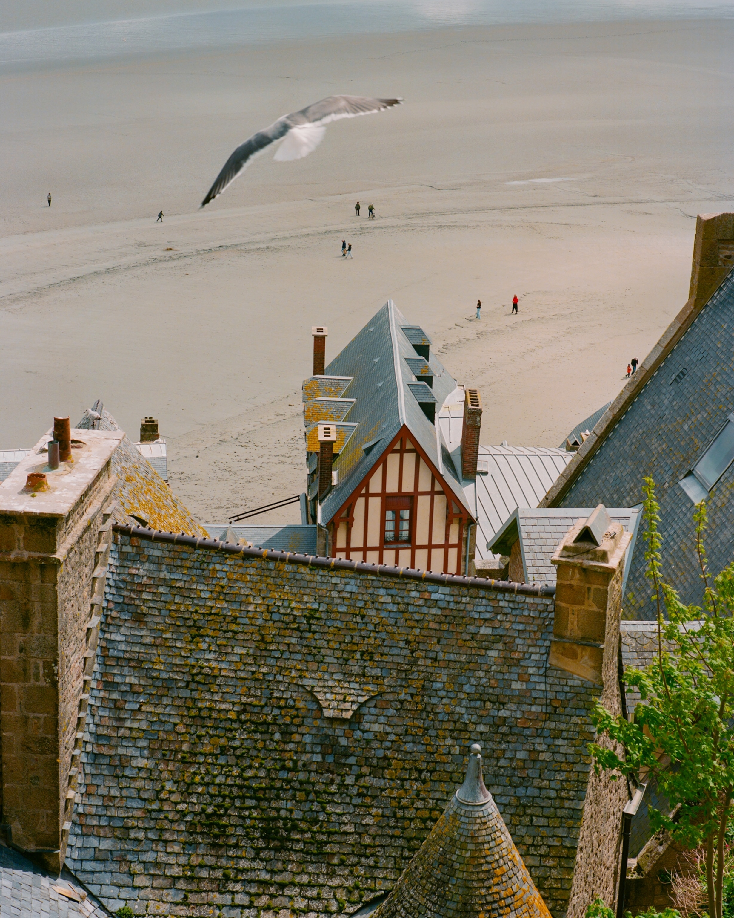 A view over historic stone rooftops and buildings overlooks a wide sandy beach, while a seagull flies above the shoreline and small figures walk across the sand in the distance.