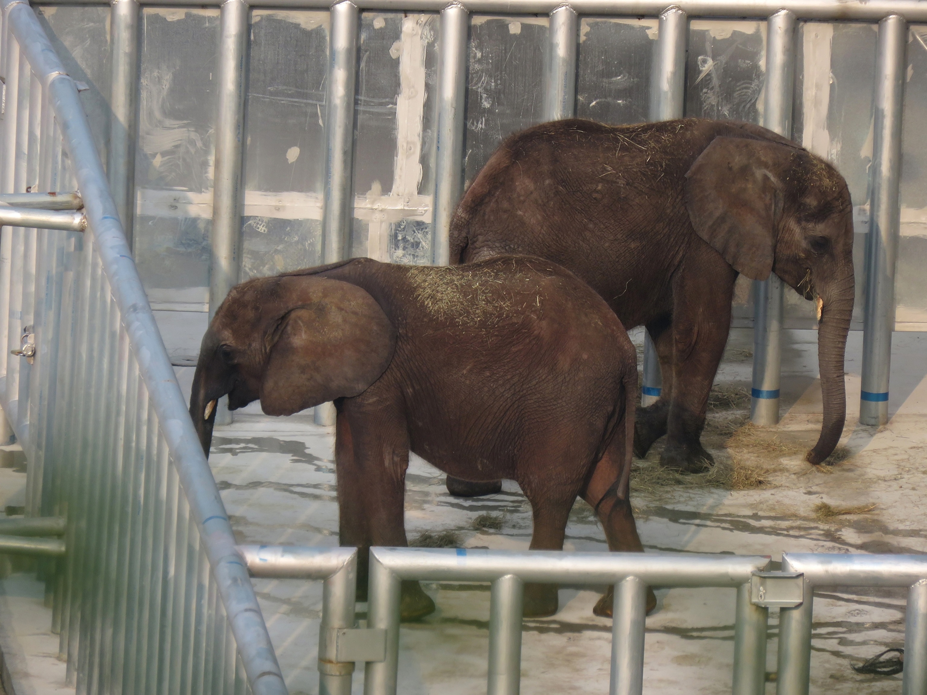 two female elephants in a concrete pen