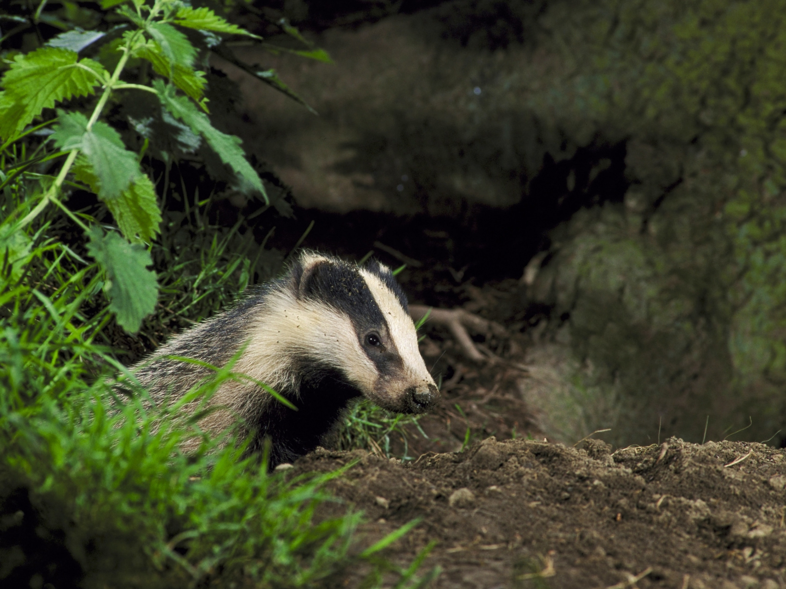 A badger emerges from its nest.