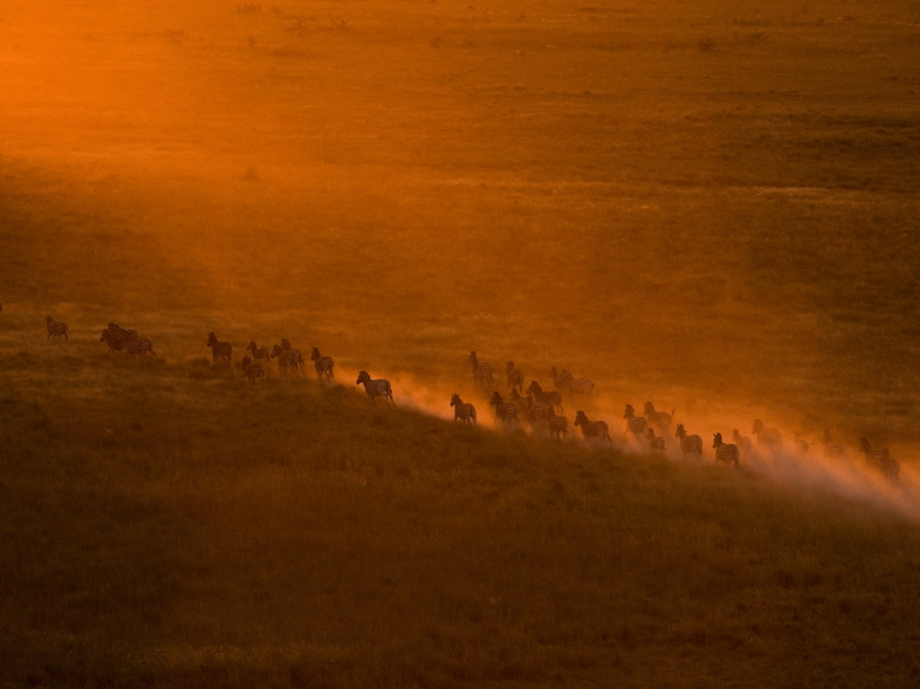 Botswana zebra migration