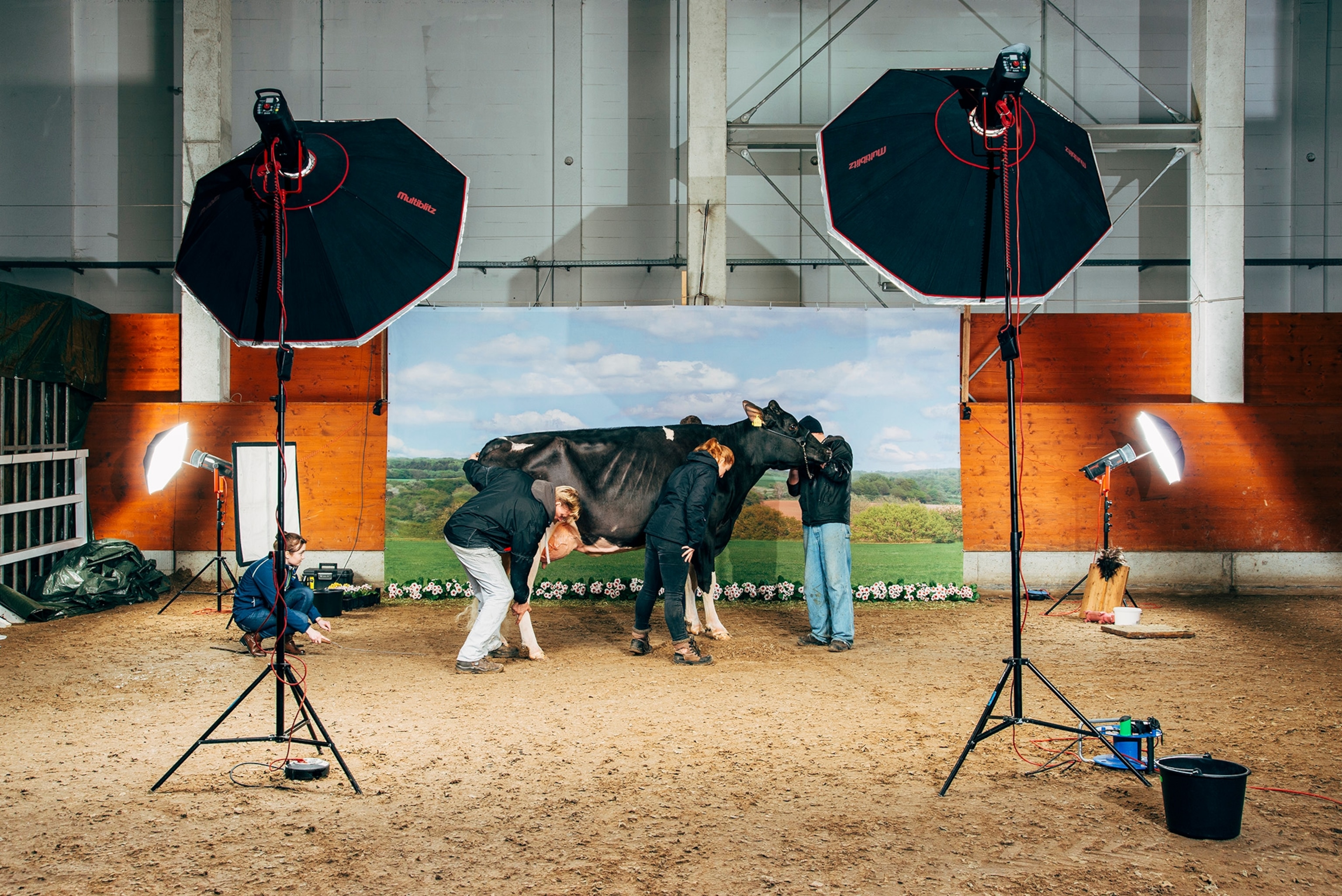 A black cow stands in front of a makeshift background surrounded by studio lighting and people.
