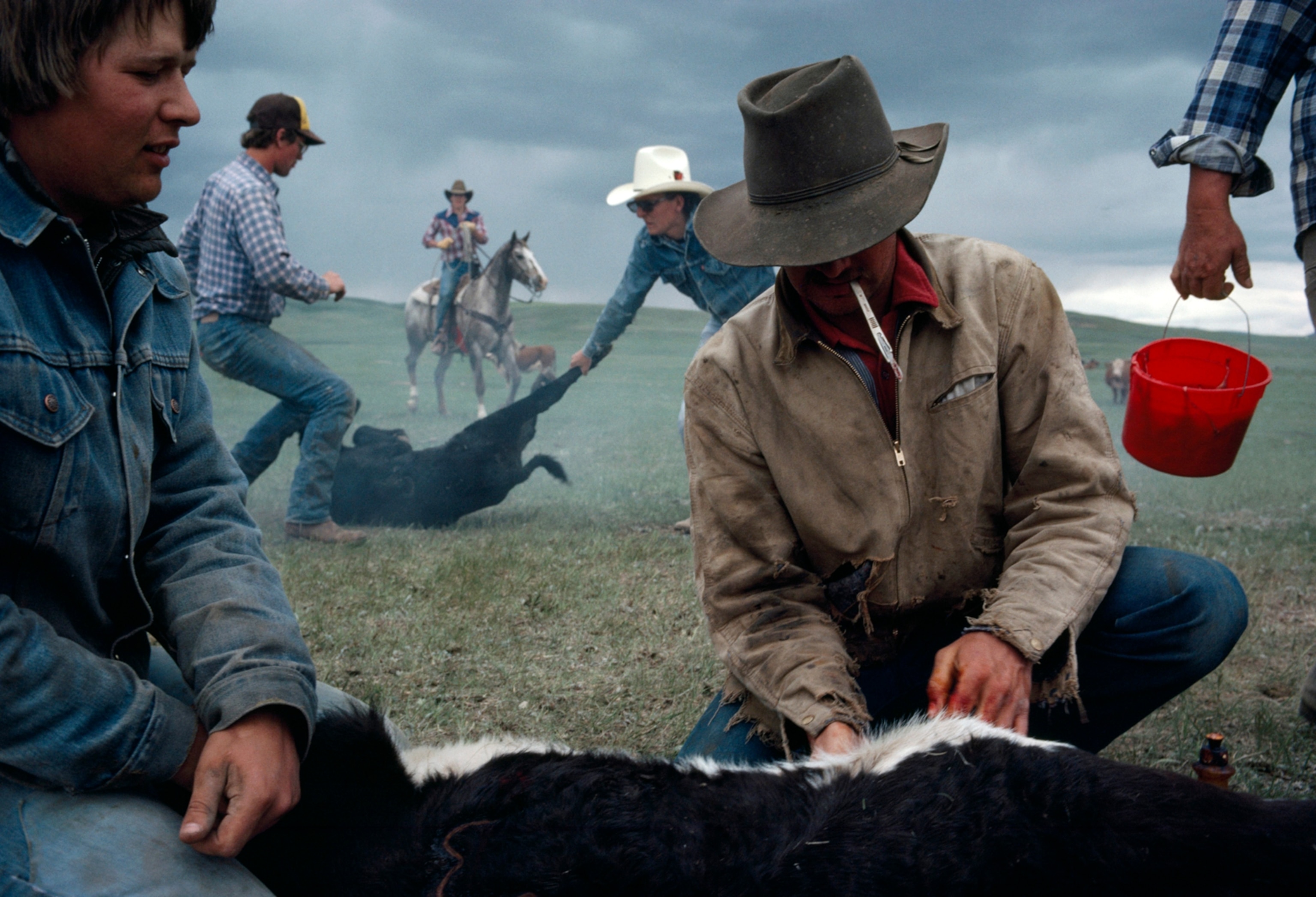 The annual branding and castration at the Ken Rosman Ranch.