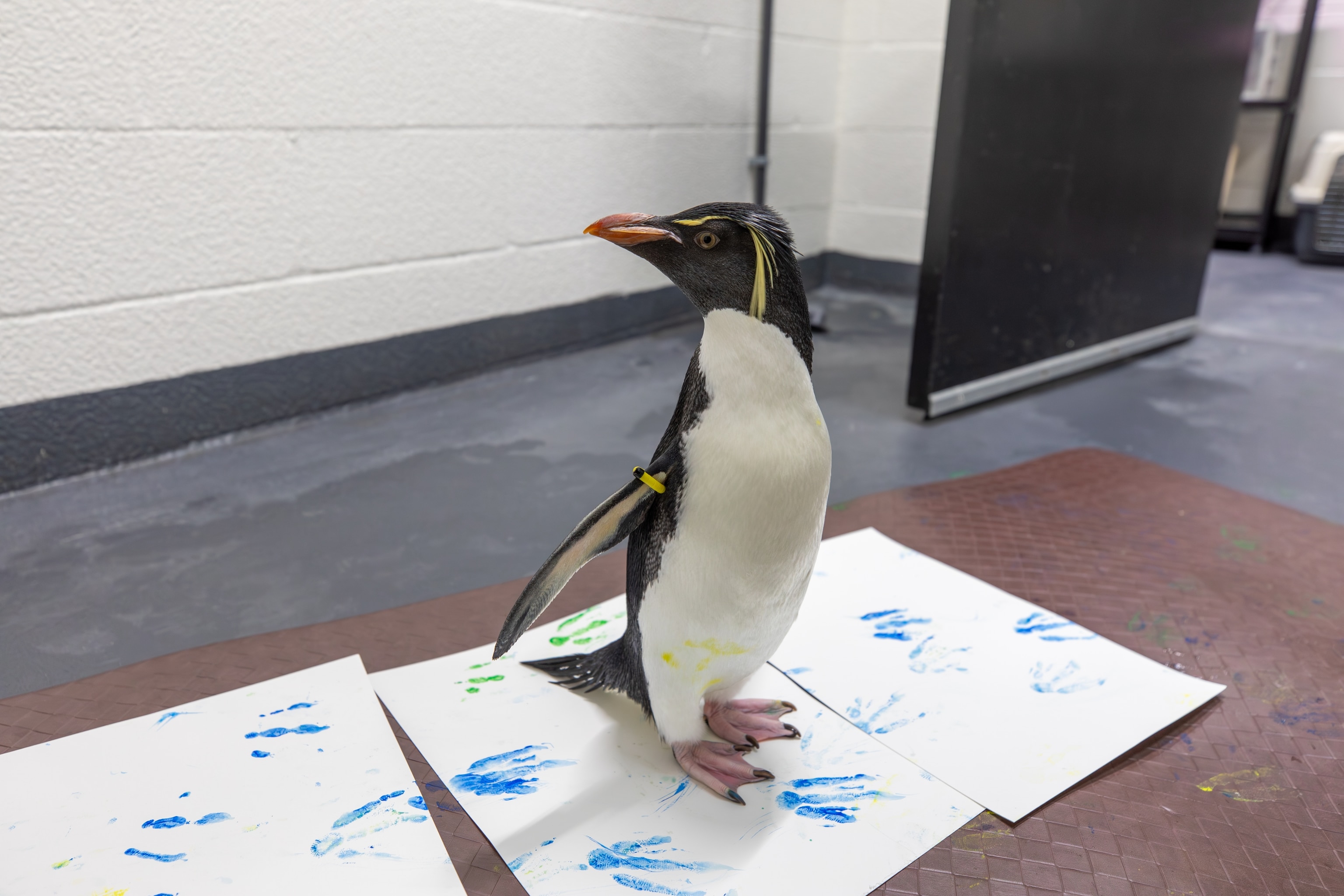 Southern rockhopper penguin Poa paints during a behind-the-scenes enrichment session at the New England Aquarium.