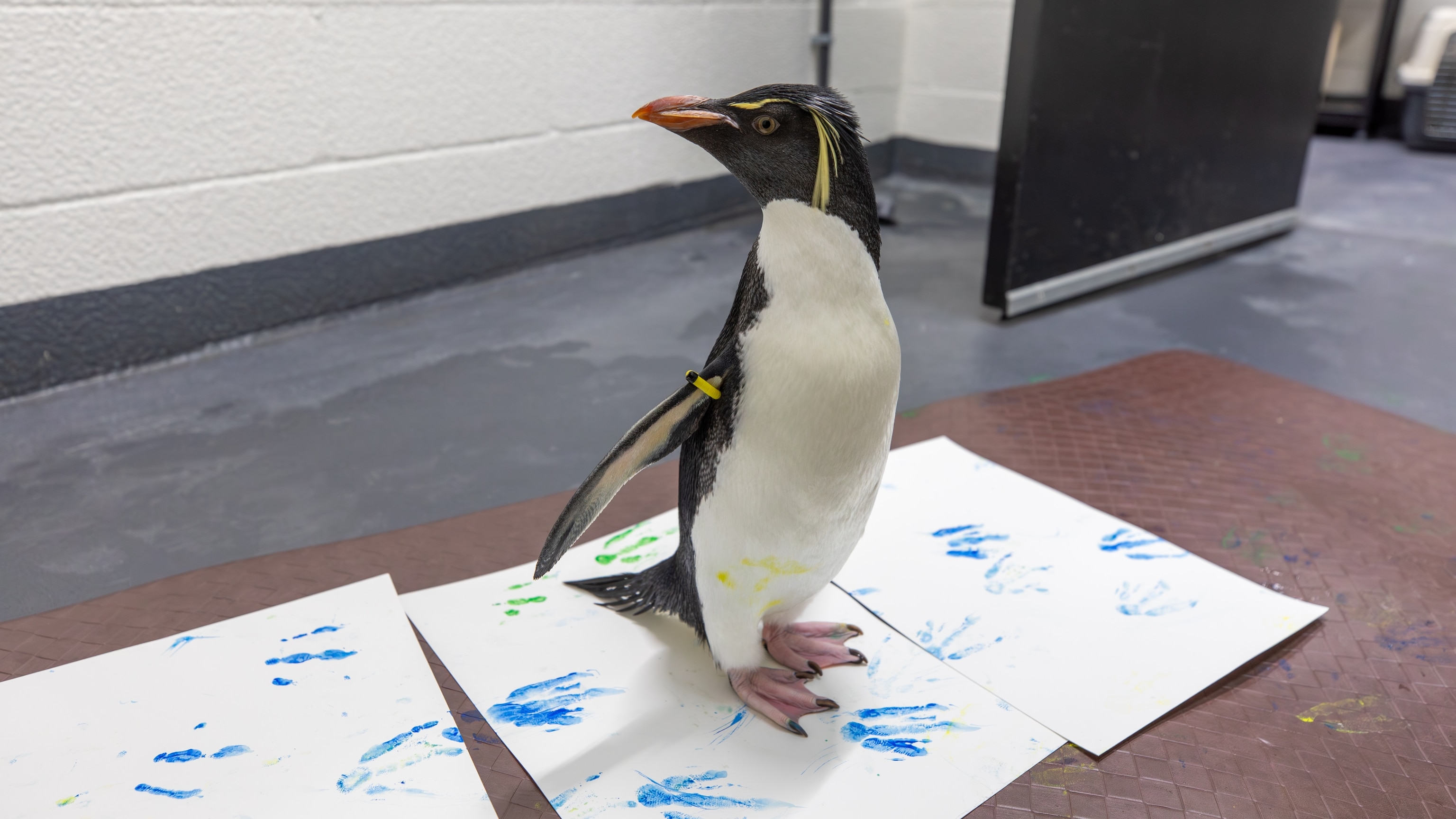 A day in the life of a ‘retired’ aquarium penguin