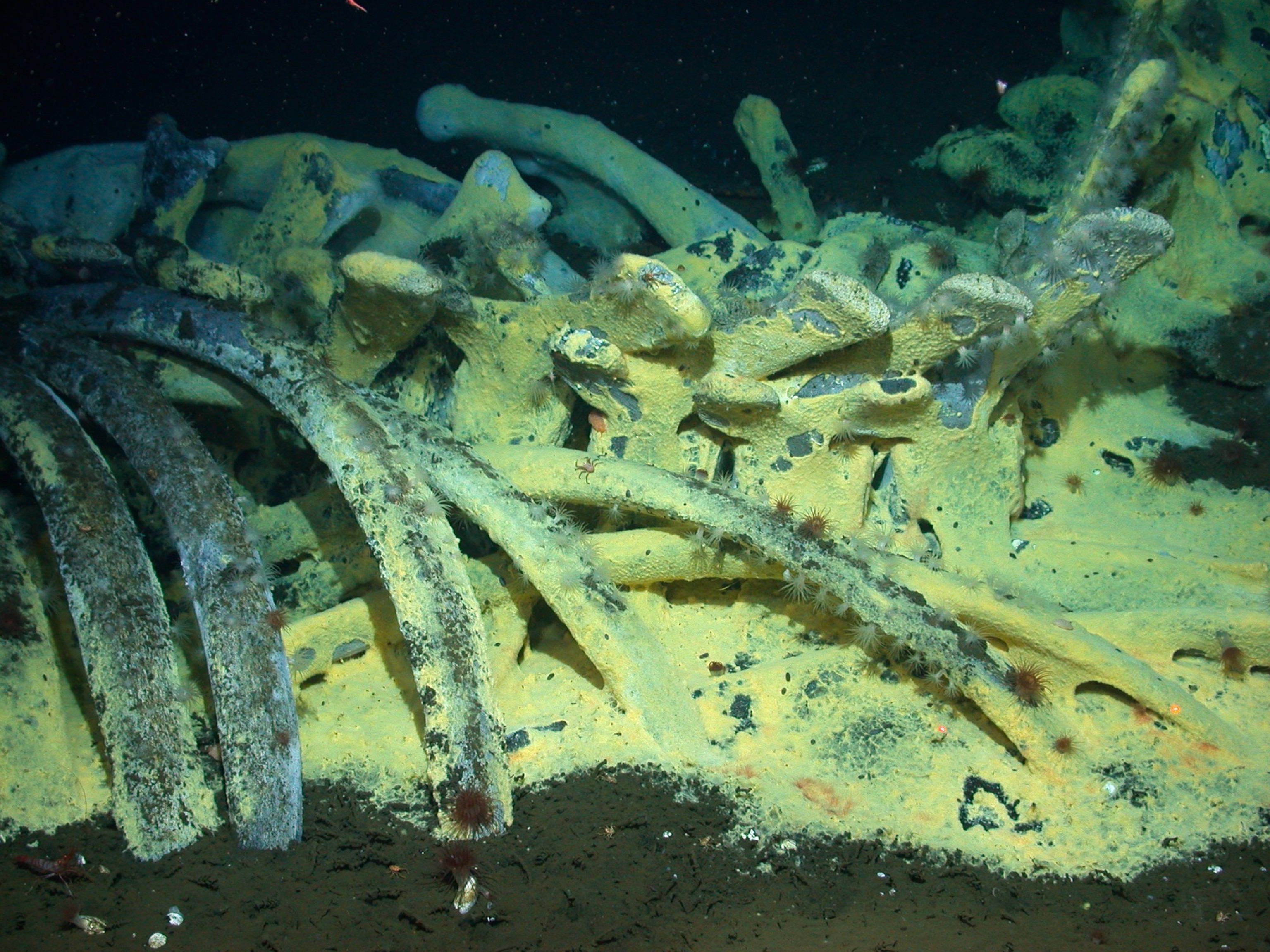 New Boneworm - Picture of a whale fall off the coast of California in 2004