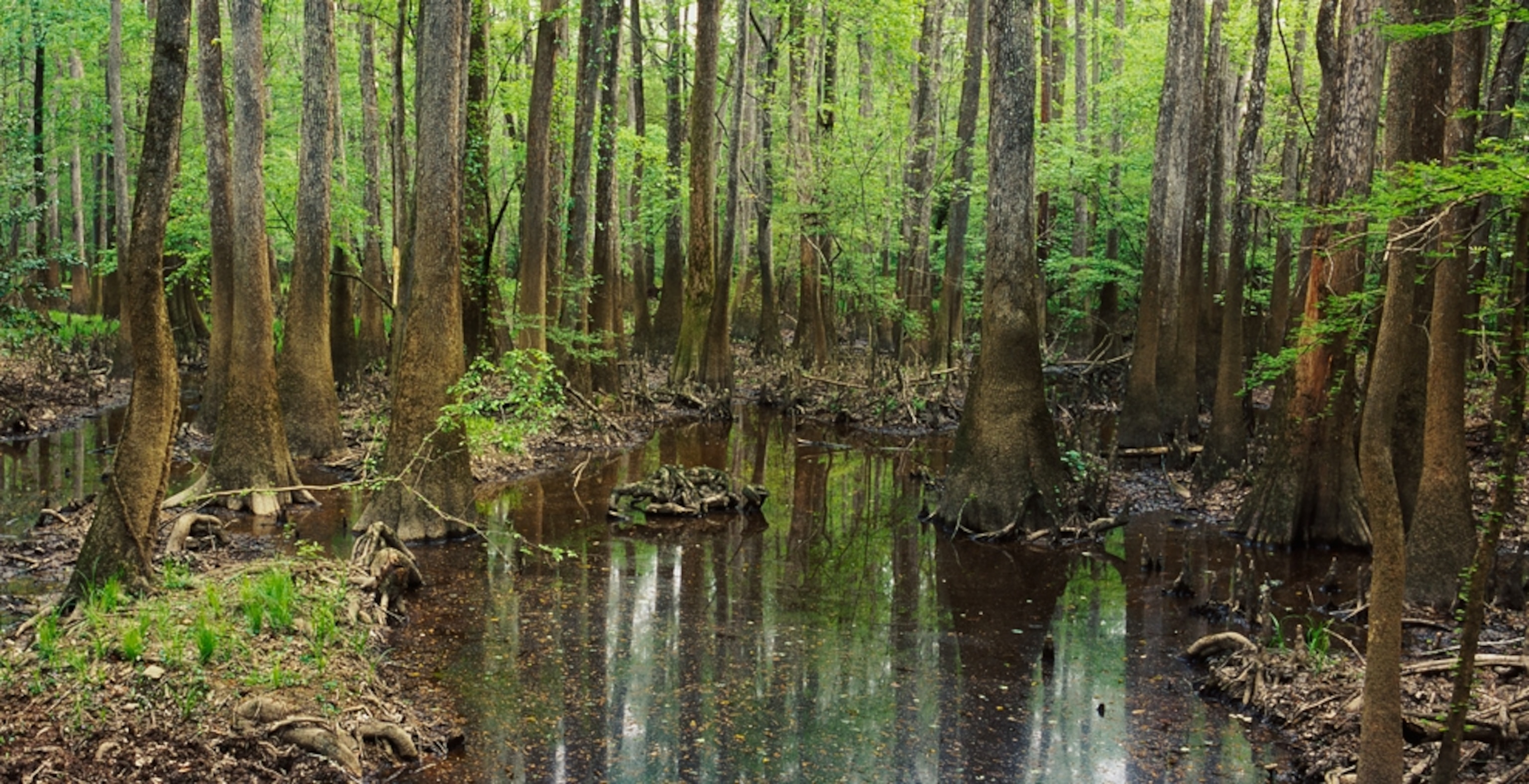 The largest remaining old-growth floodplain forest in Congaree National Park, South Carolina.