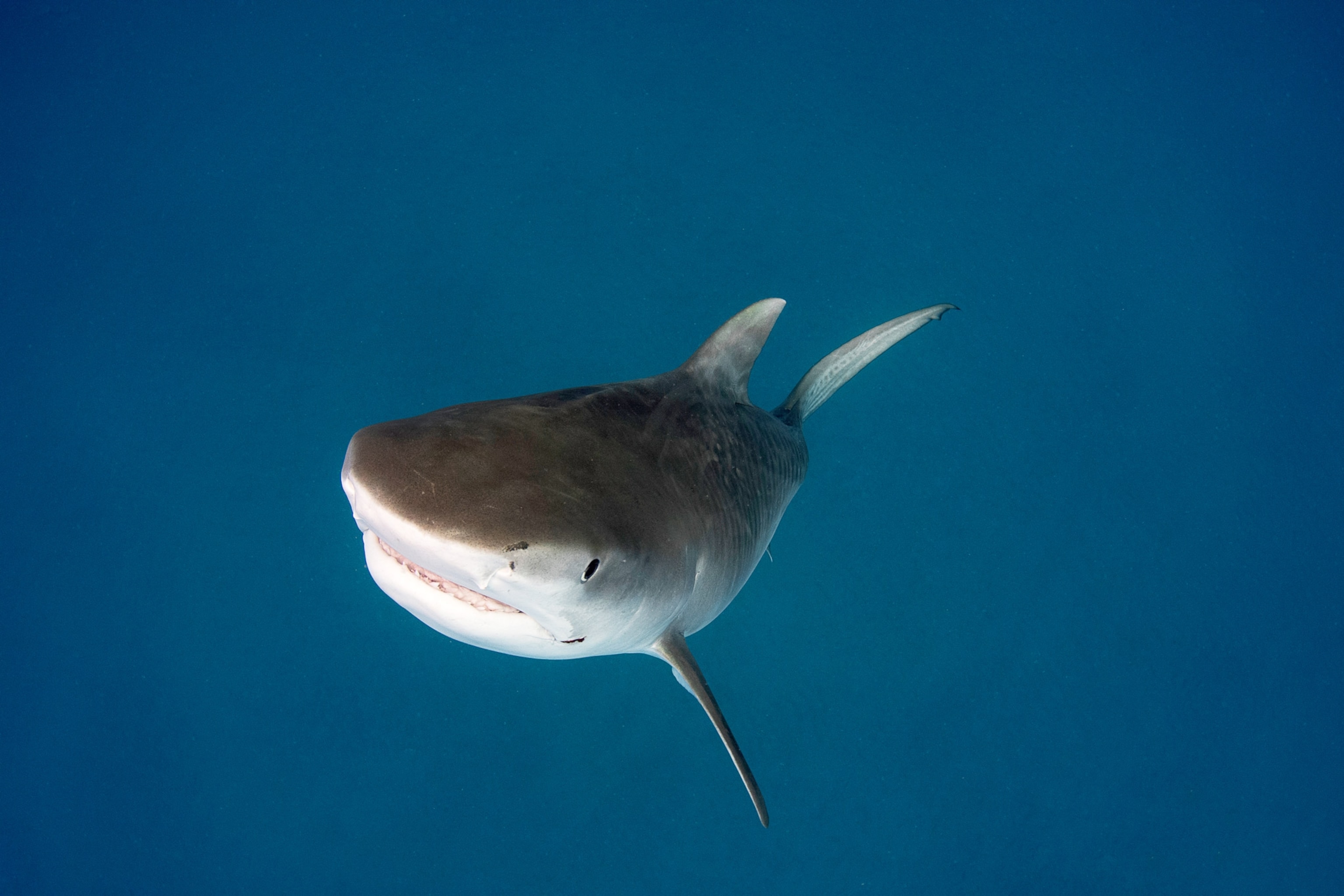 tiger shark "DJenny" approaching