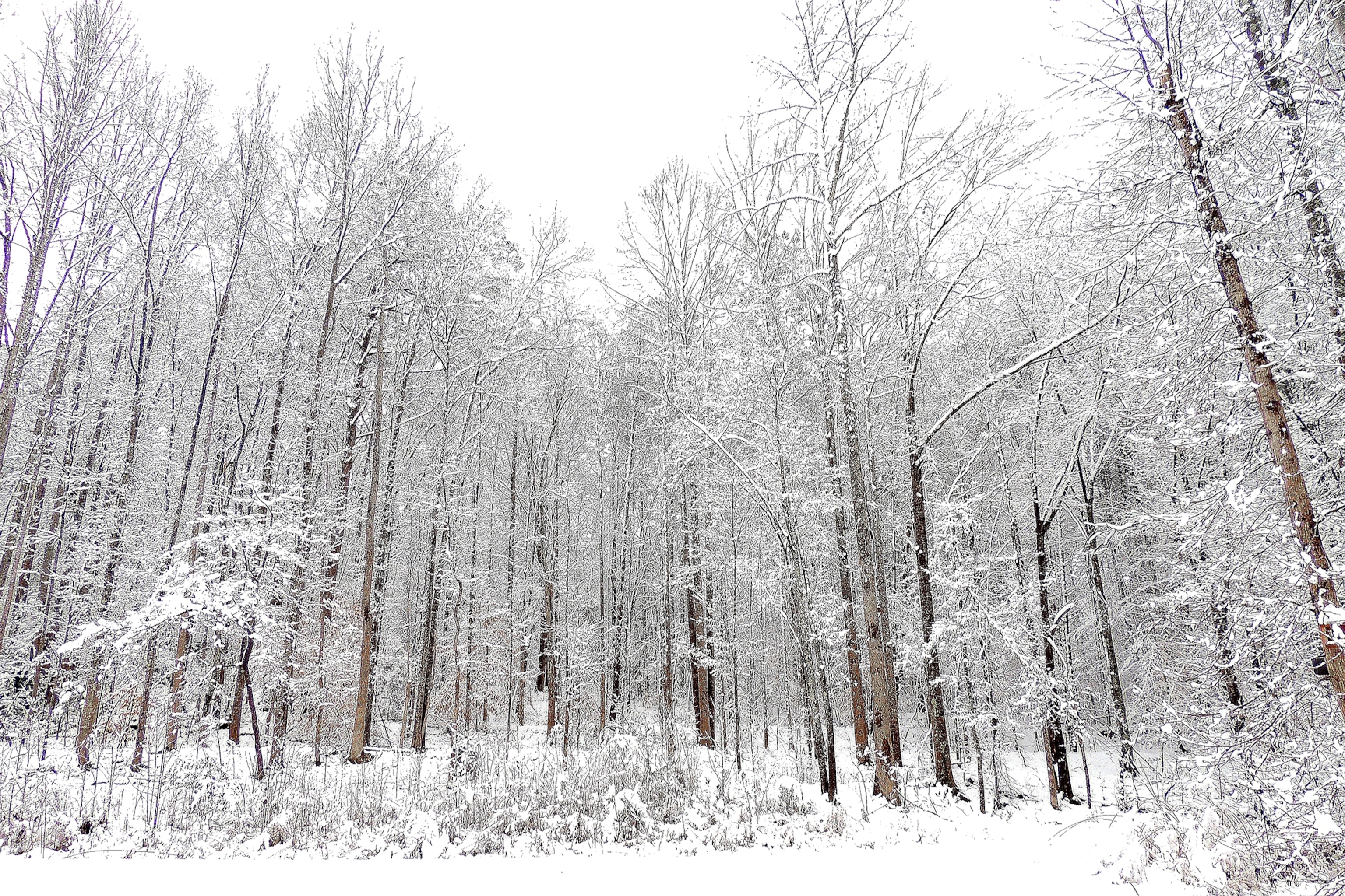 A man braces his umbrella while walking through the snow in NY City.