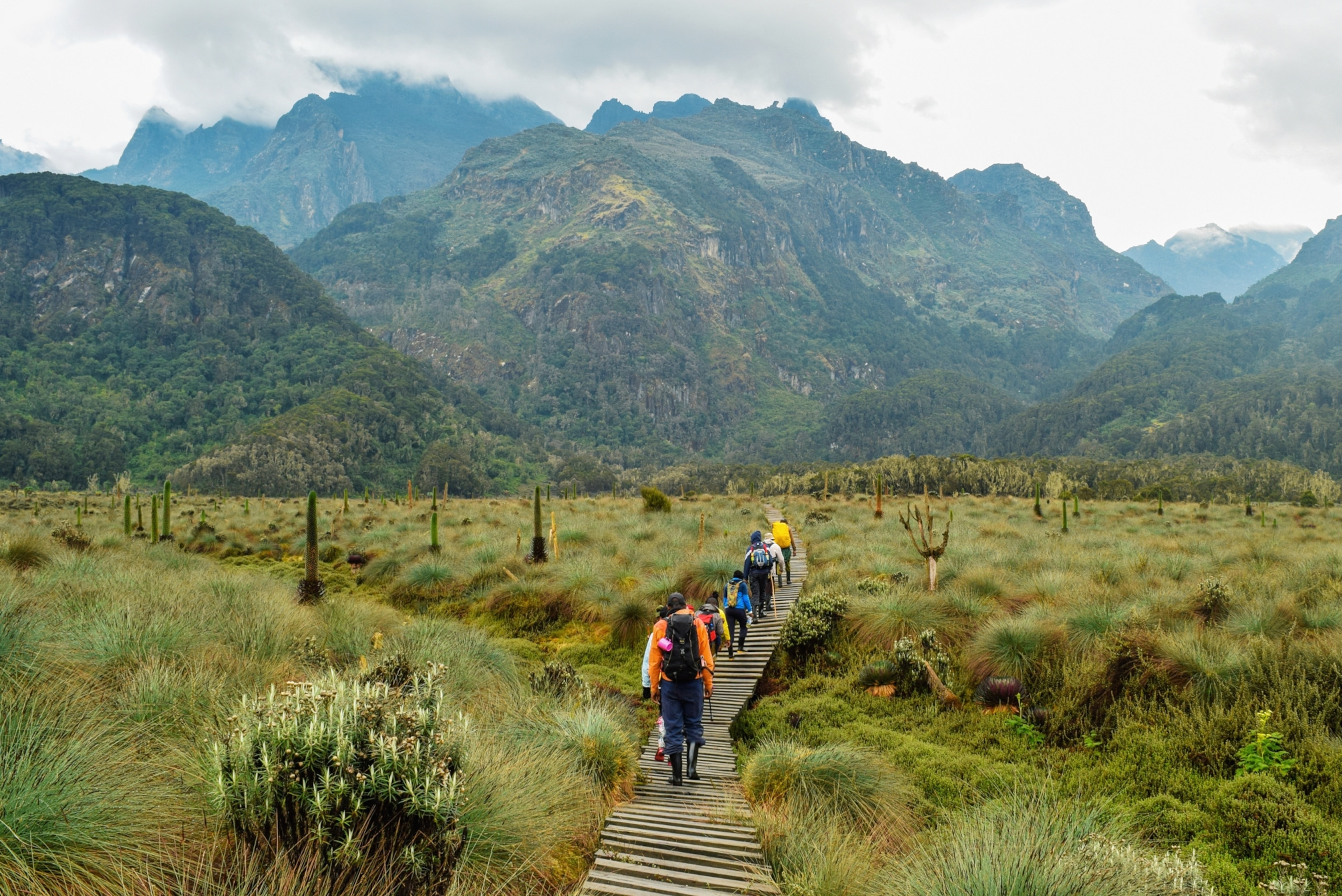 A Group Of Hikers In The Panoramic Mountain Landscapes Of Rwenzori Mountains, Uganda - stock photo