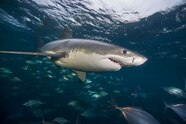 Why Great White Sharks Haunt The Depths Of Deep Sea Whirlpools Why Great White Sharks Haunt The Depths Of Deep Sea Whirlpools