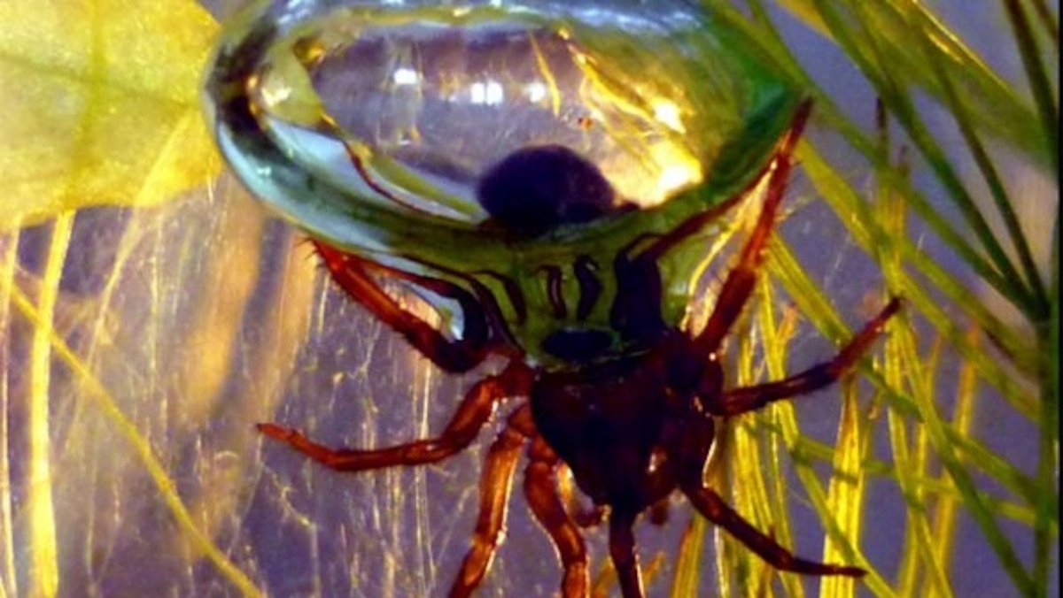 The diving bell and the spider