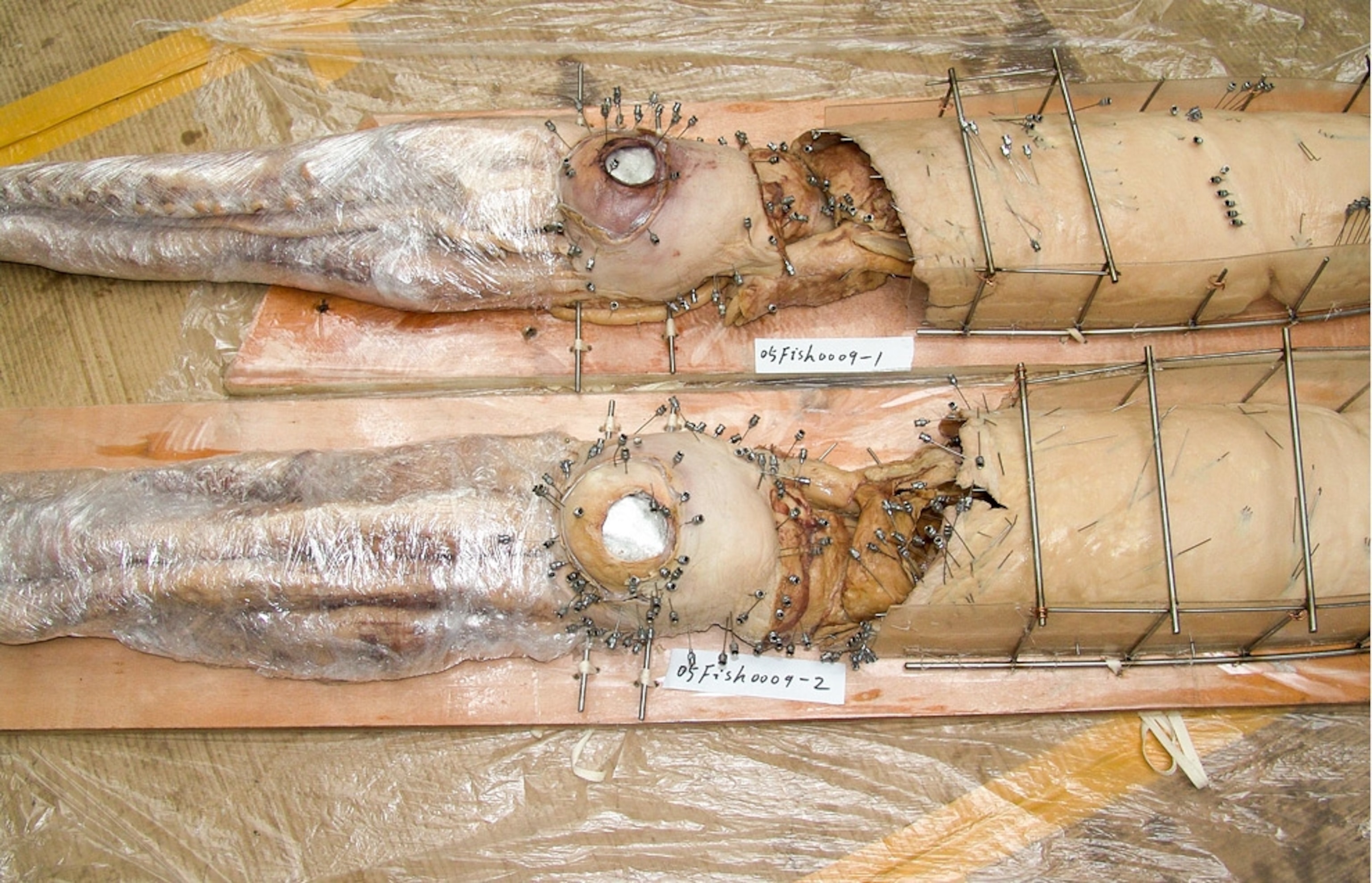 Picture of giant squid after plastination