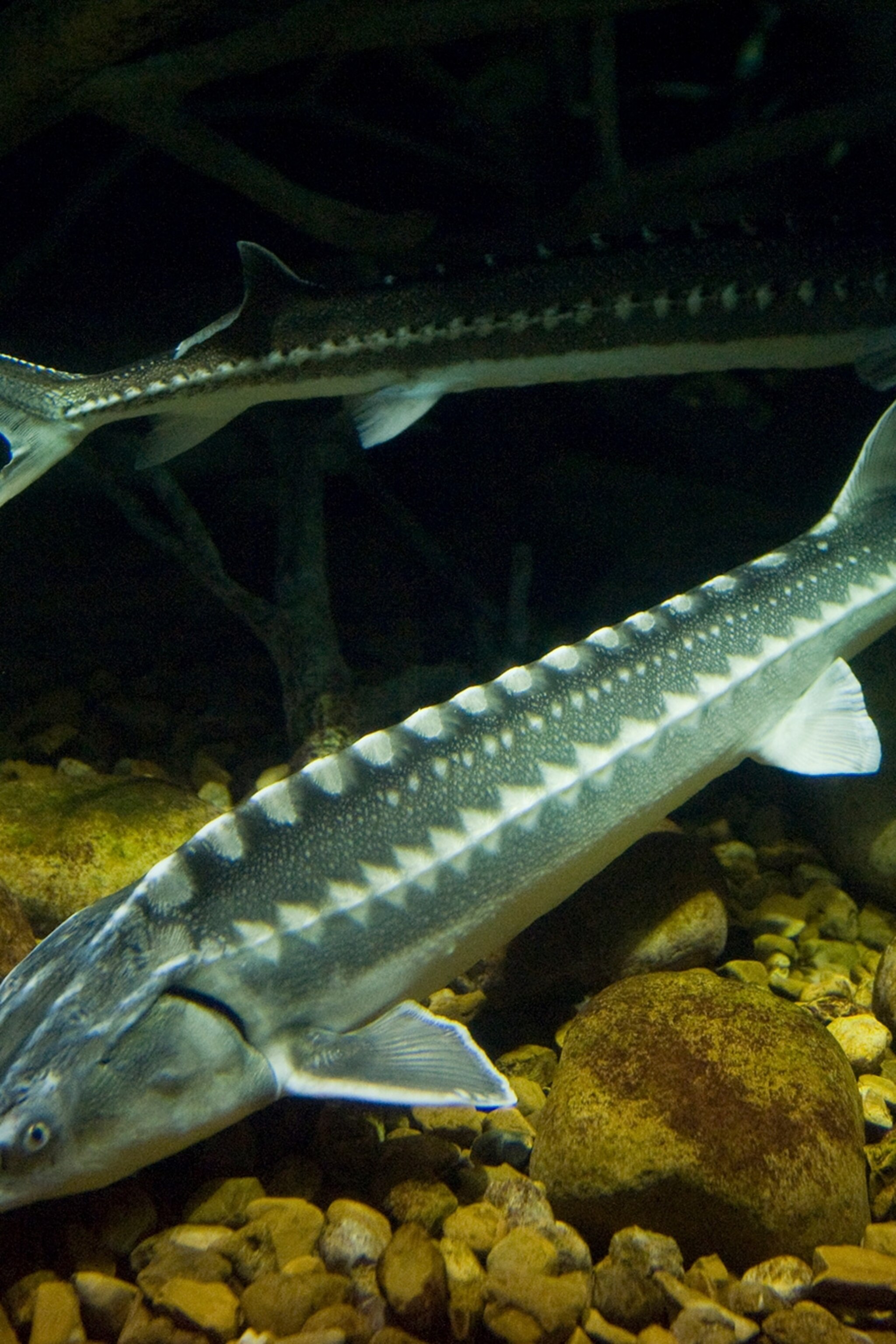 Migratory Freshwater Fish Decline 76 Percent Since 1970 New Report Finds