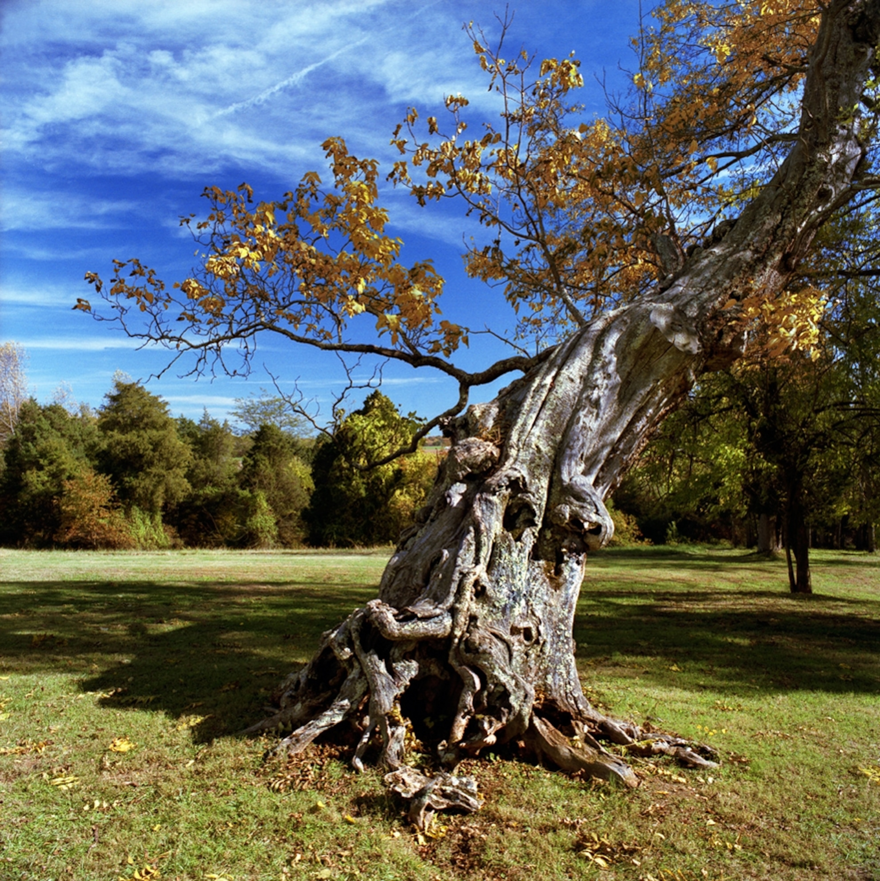 a tree in the Civil War's Wilderness Battlefield in Virginia, one of the National Trust for Historic Preservation's 11 most endangered U.S. historic sites for 2010.