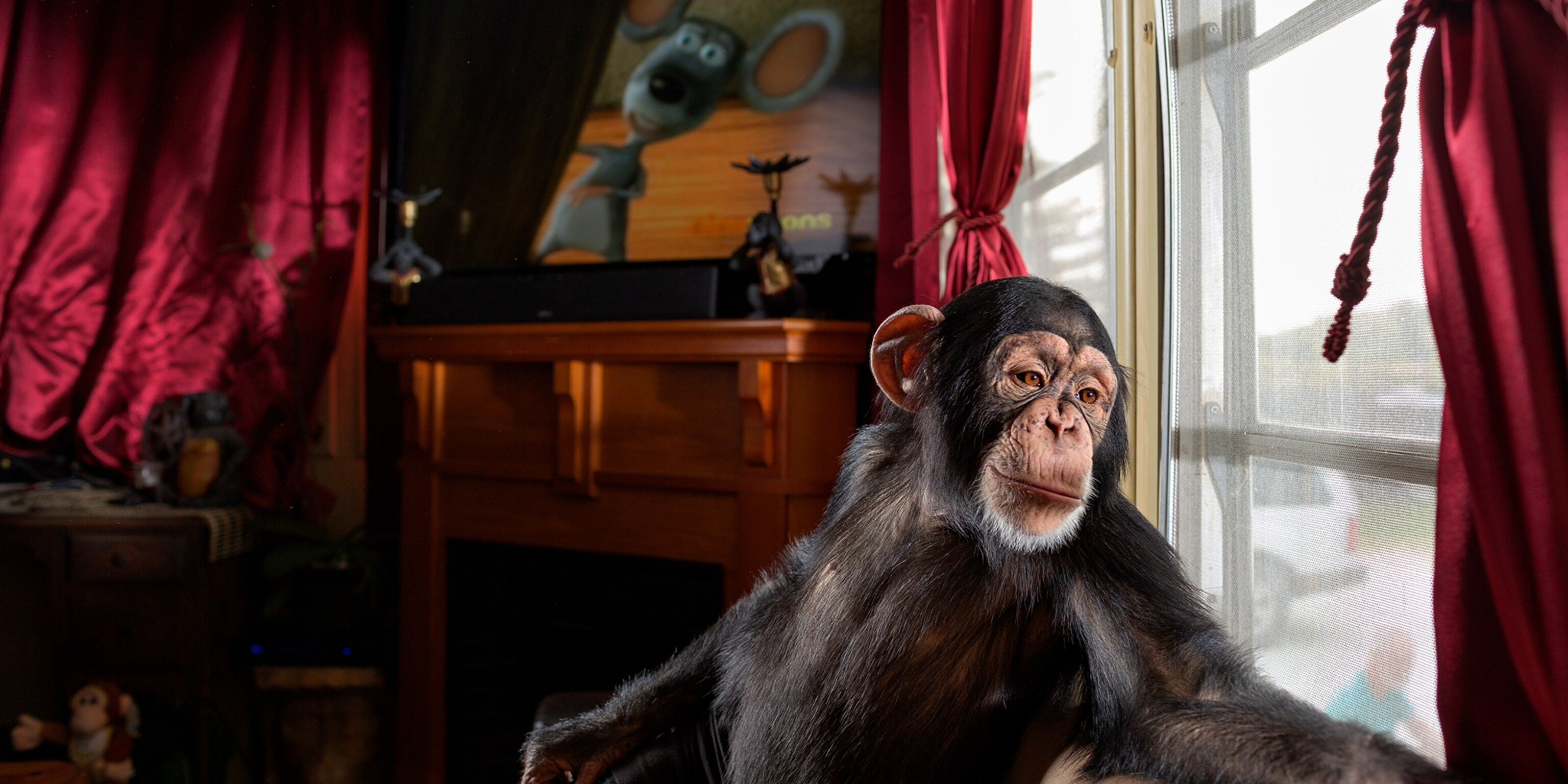 No Real Animals Aboard Hollywood Noah S Ark