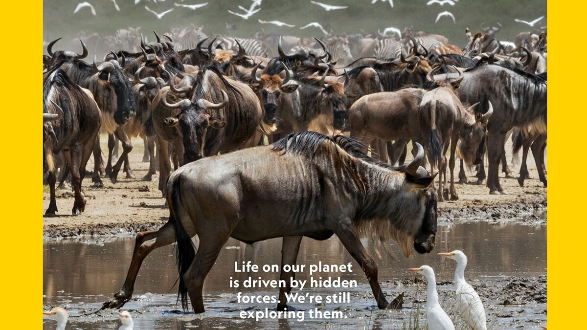 How the annual Serengeti migration was captured in a single, stunning image