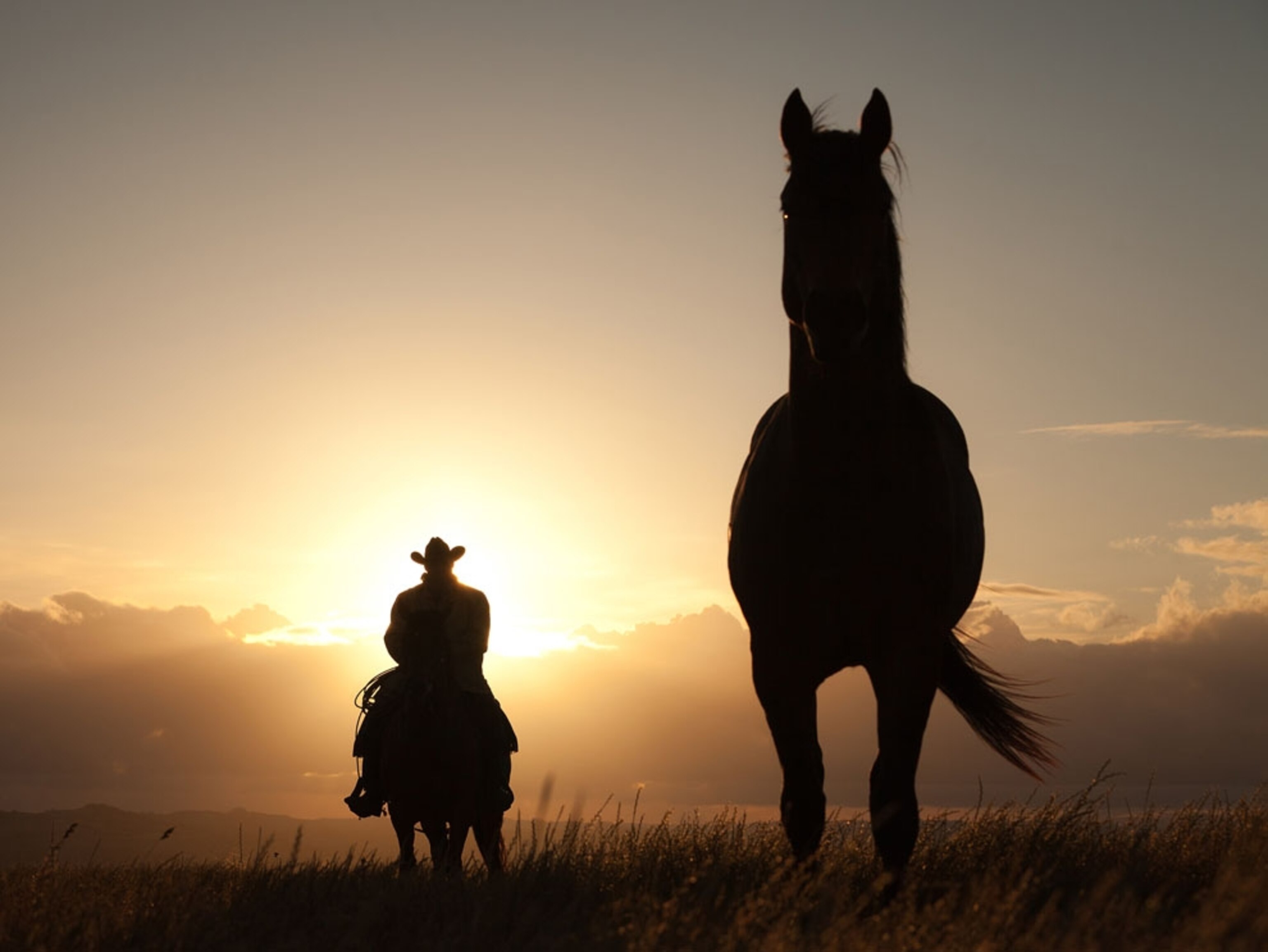 Cowboy rounds up horses at a ranch above Petaluma