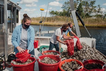 people empty bags of oysters onto a boat