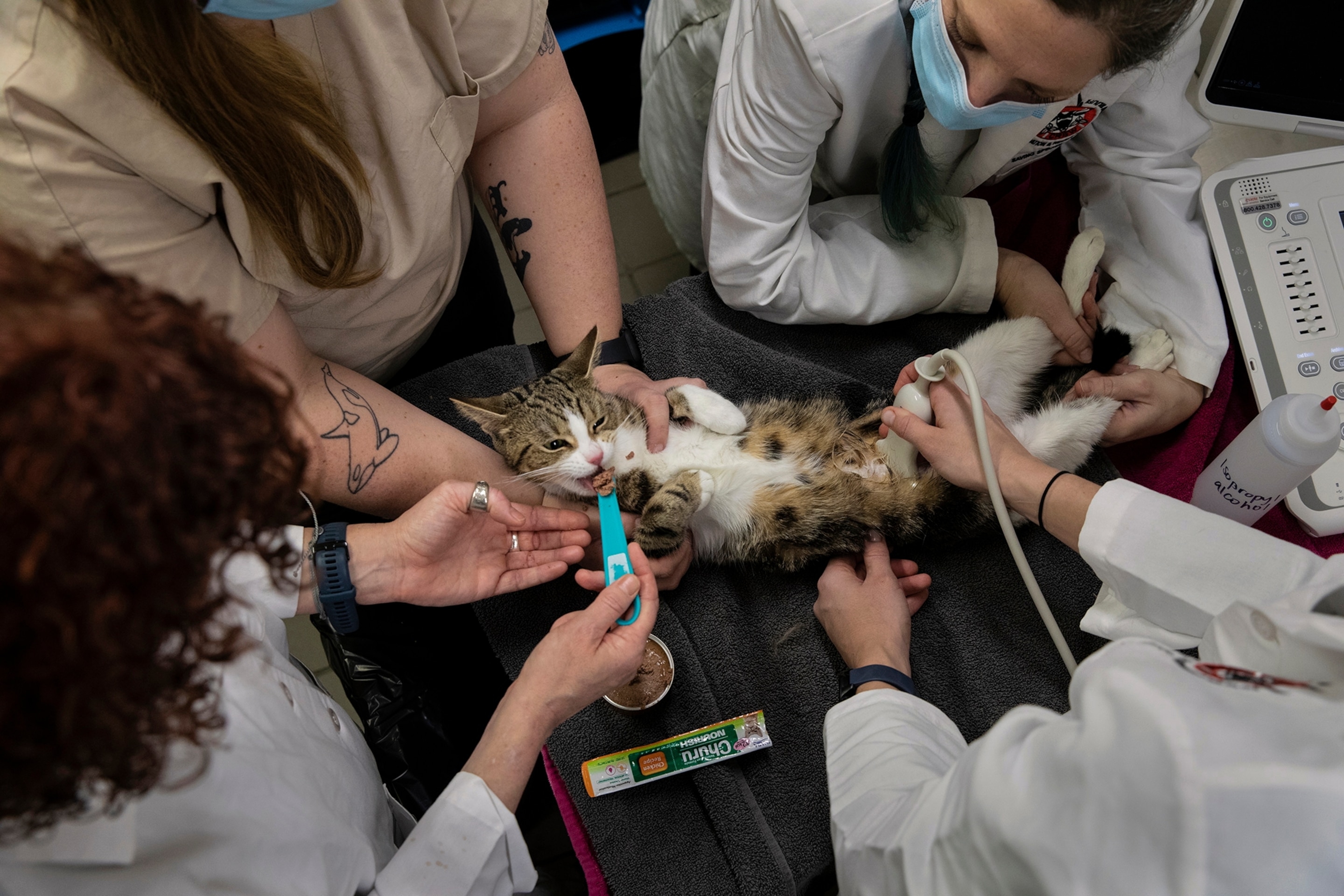 Cat undergoes an ultrasound.