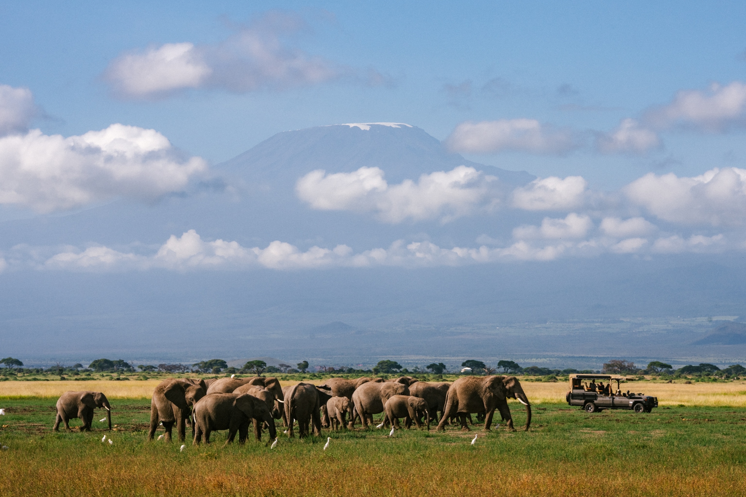 A herd of elephants walks across an open grassland near a safari vehicle, with a cloud-covered mountain rising in the background.