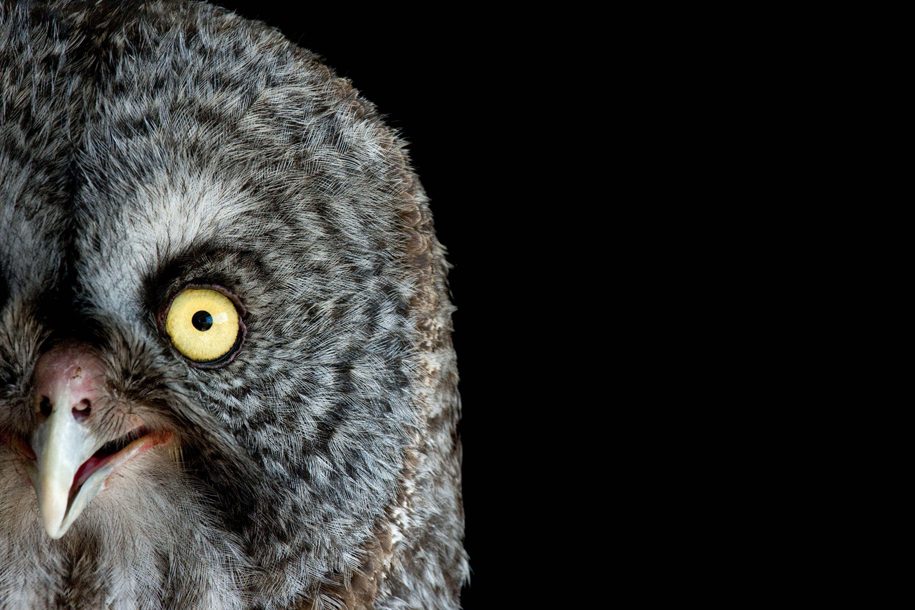 Ten Pictures of Superb Owls for the Super Bowl