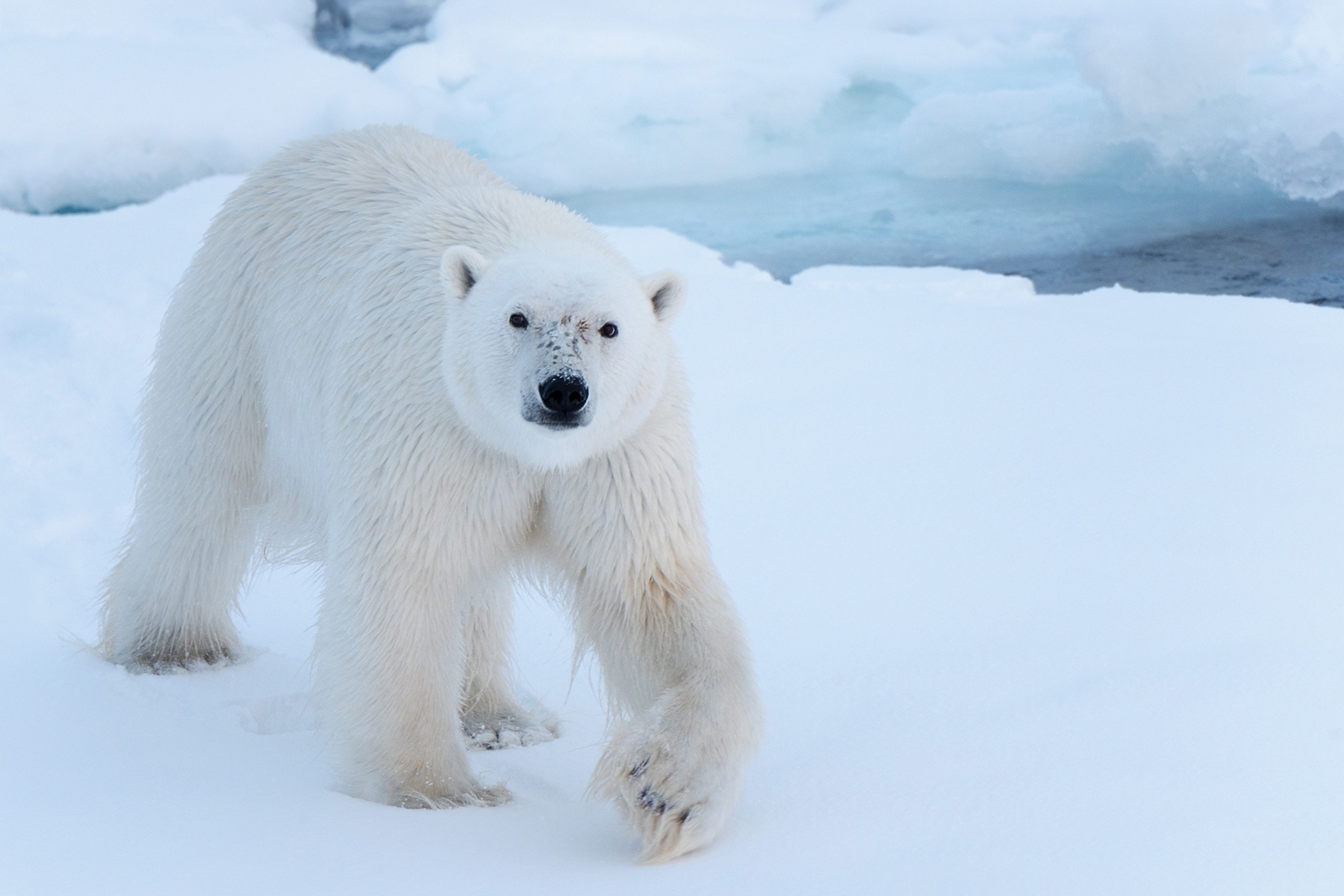 polar bear in greenland