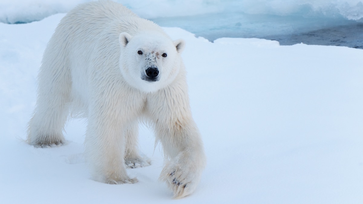 Deep in polar bear territory—sail to Greenland's eastern fjords