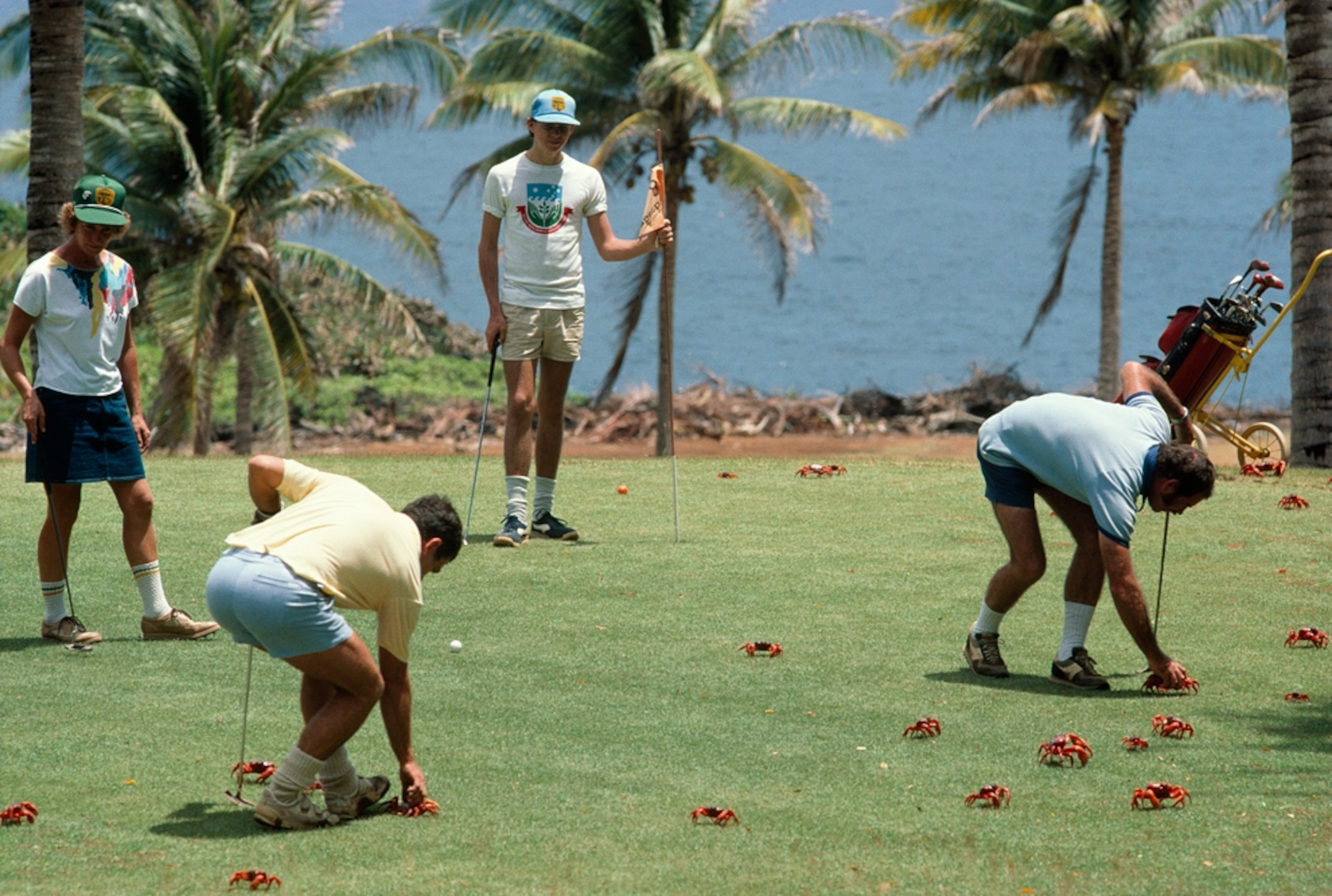 A picture of crabs crowding a golf course on Christmas Island