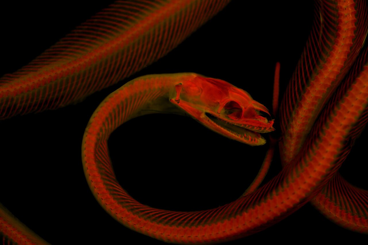 Laisis_mackloti_Girard.jpg?w=1280&h=853
