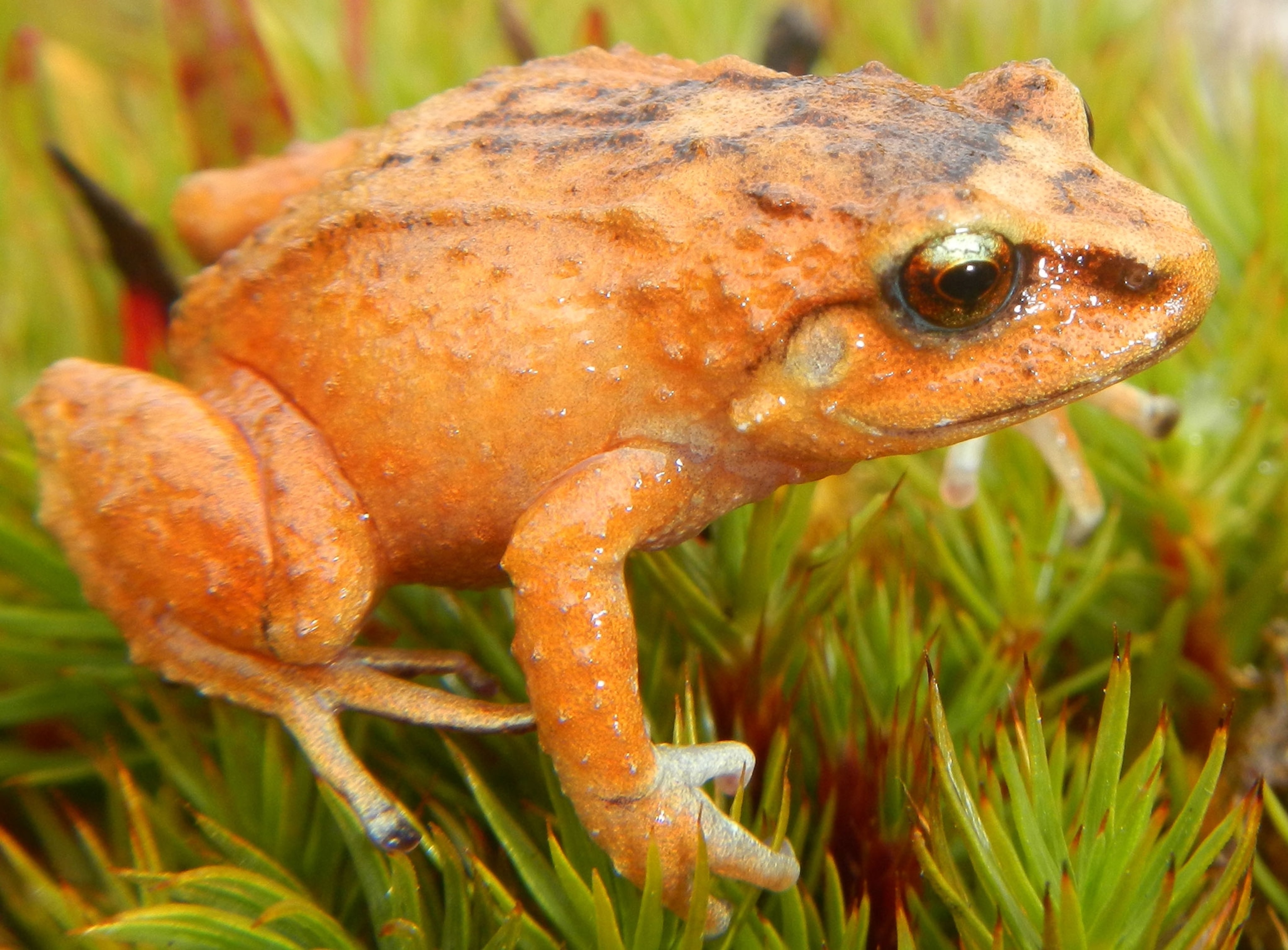 newly discovered tiny frog