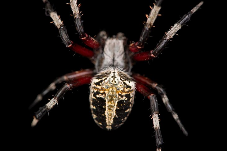 <p>Spotted orb weavers' webs are often two feet wide.</p>
