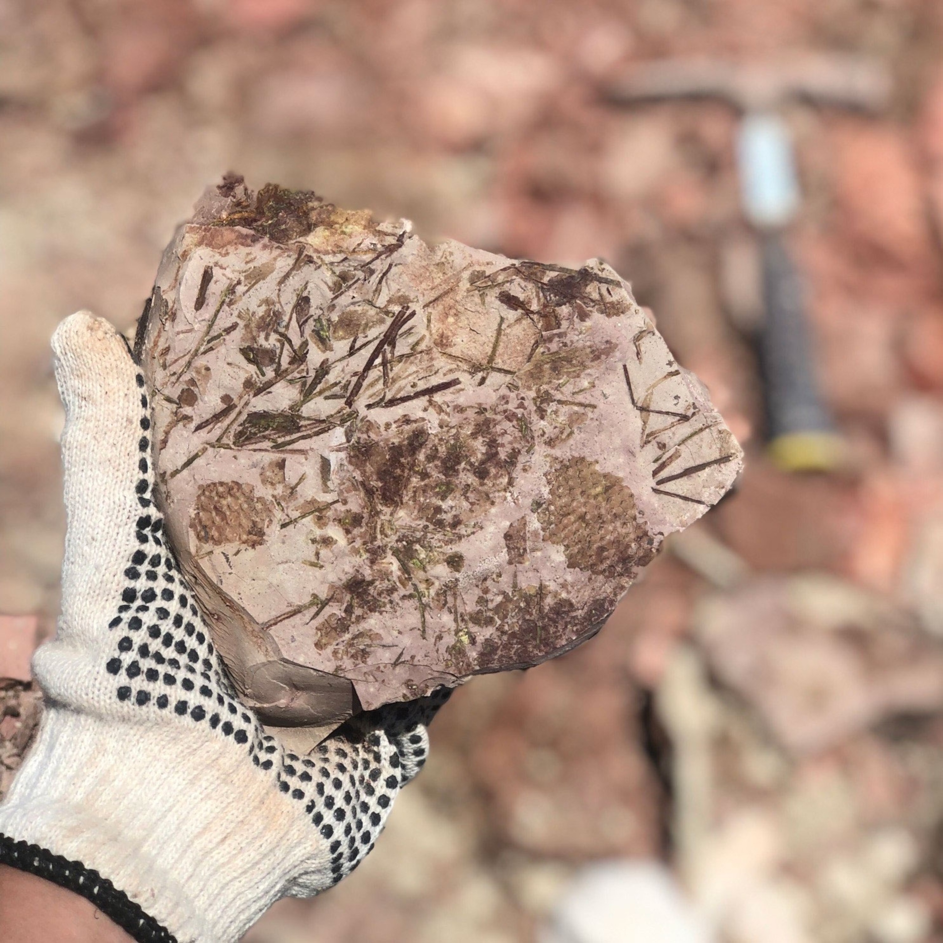 Fossil in a gloved hand