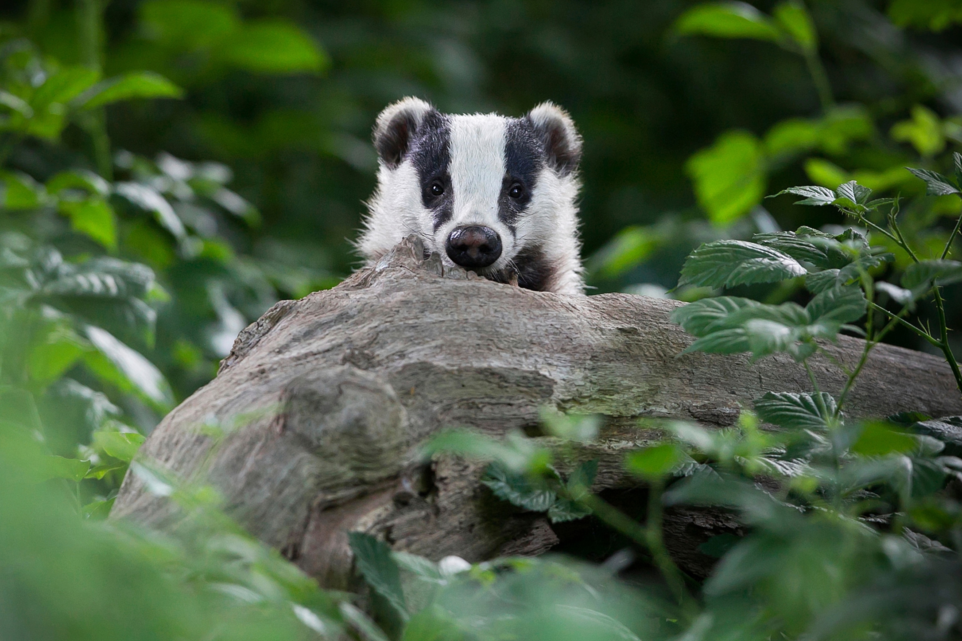 European Badger
