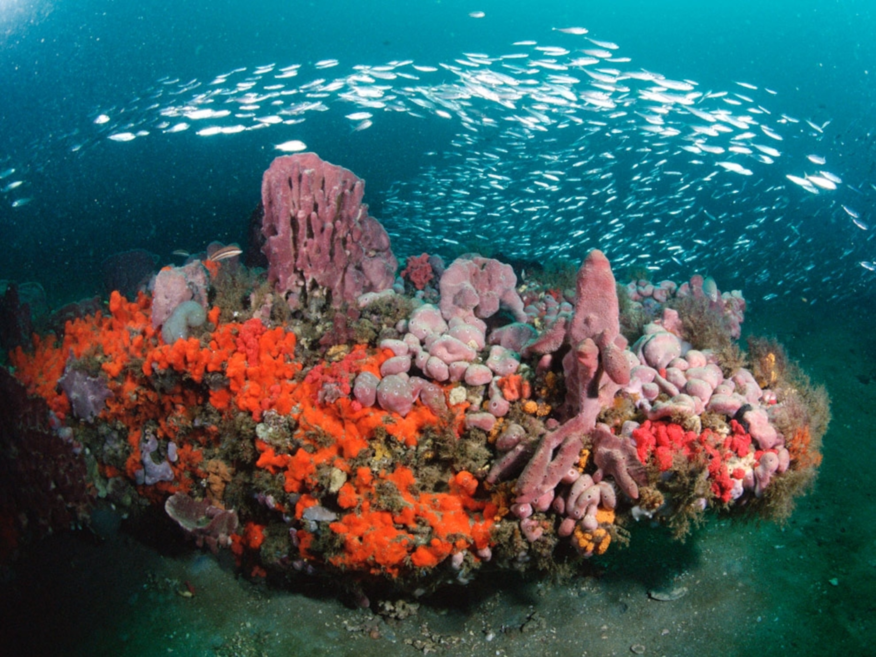 A school of fish cruises by red coral