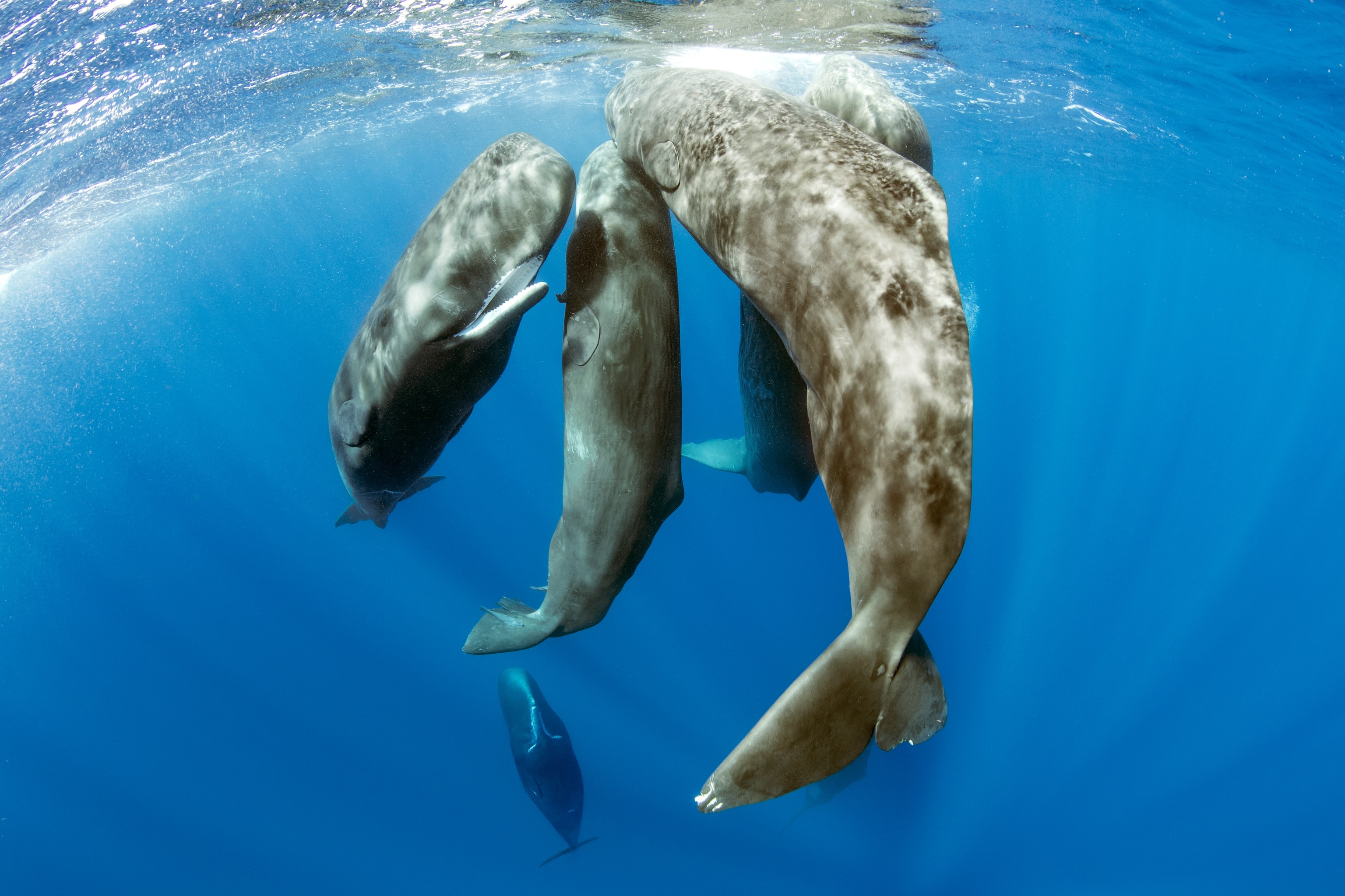 A pod of whales under the ocean.