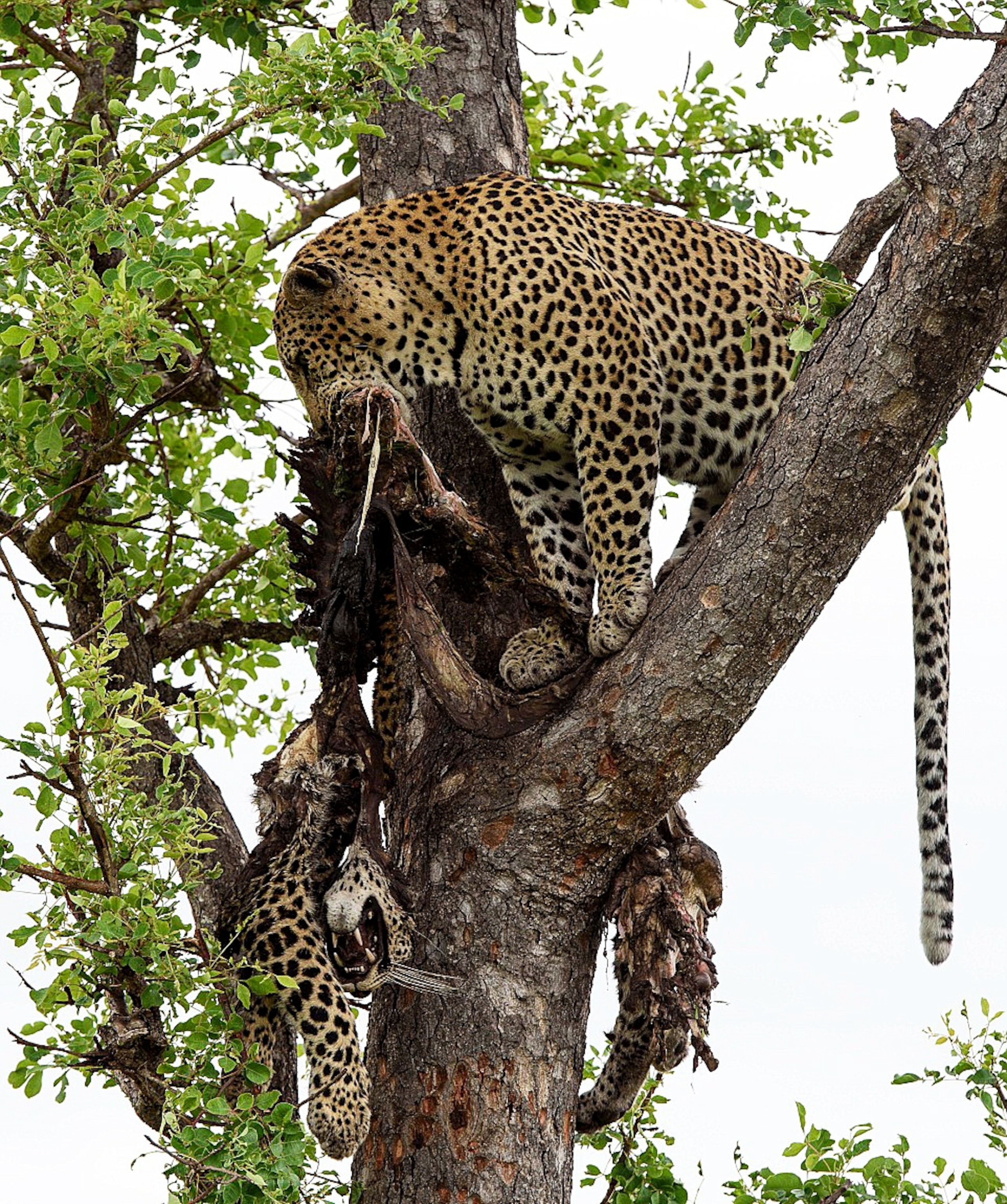 a leopard eating another leopard