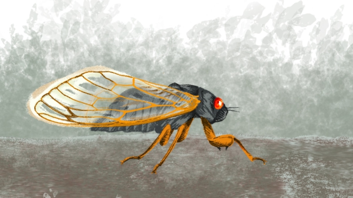 After 17 years, cicada choruses are back